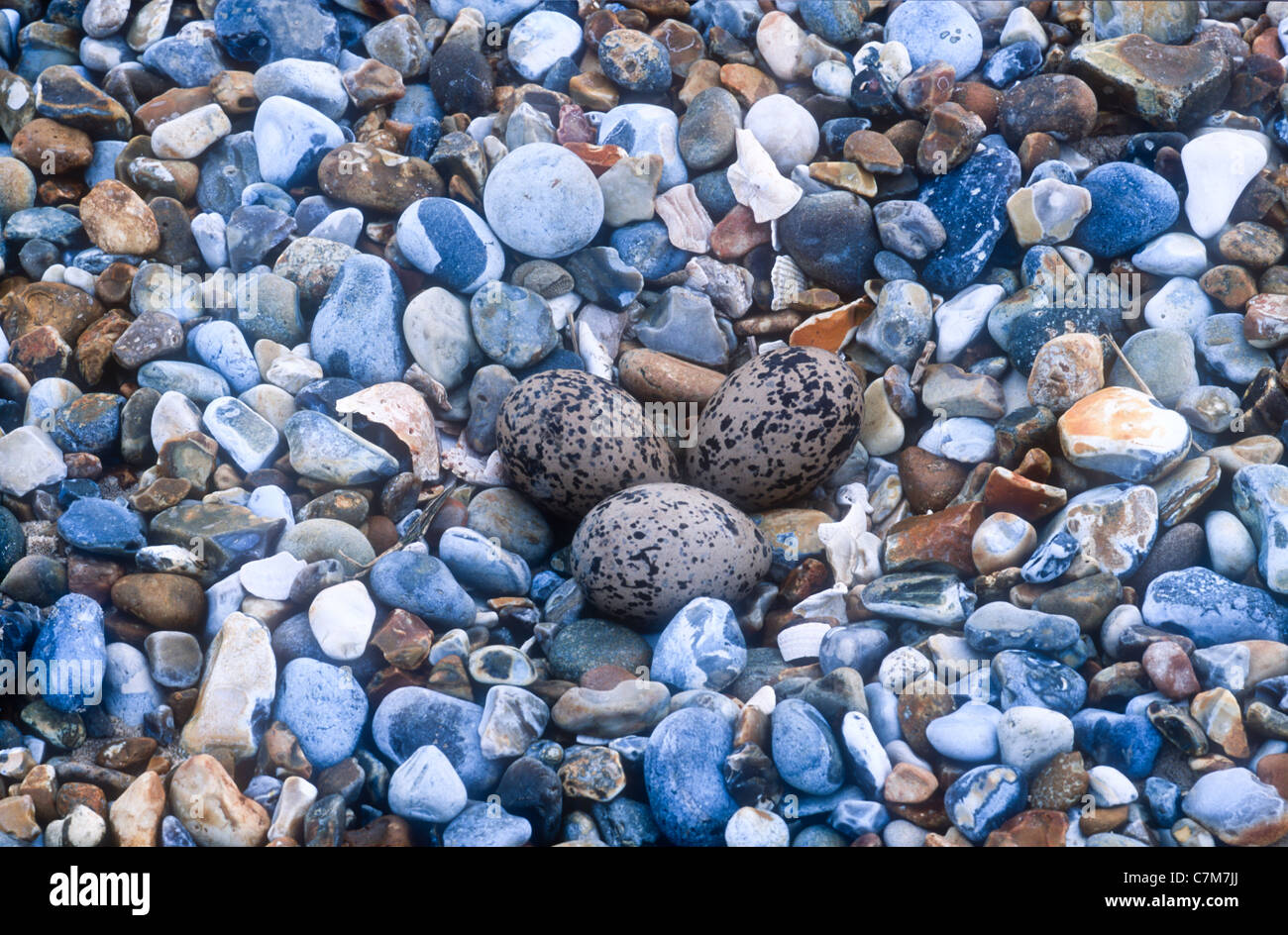 Oystercatchers eggs, Haematopus ostralegus, among pebbles, Blakeney Point, Norfolk Stock Photo