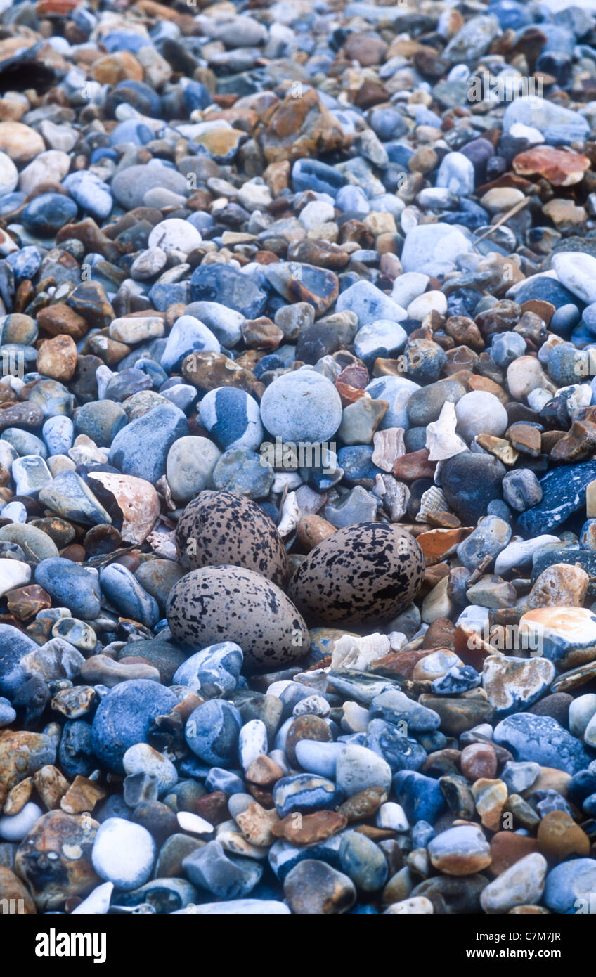 Oystercatchers eggs, Haematopus ostralegus, among pebbles, Blakeney