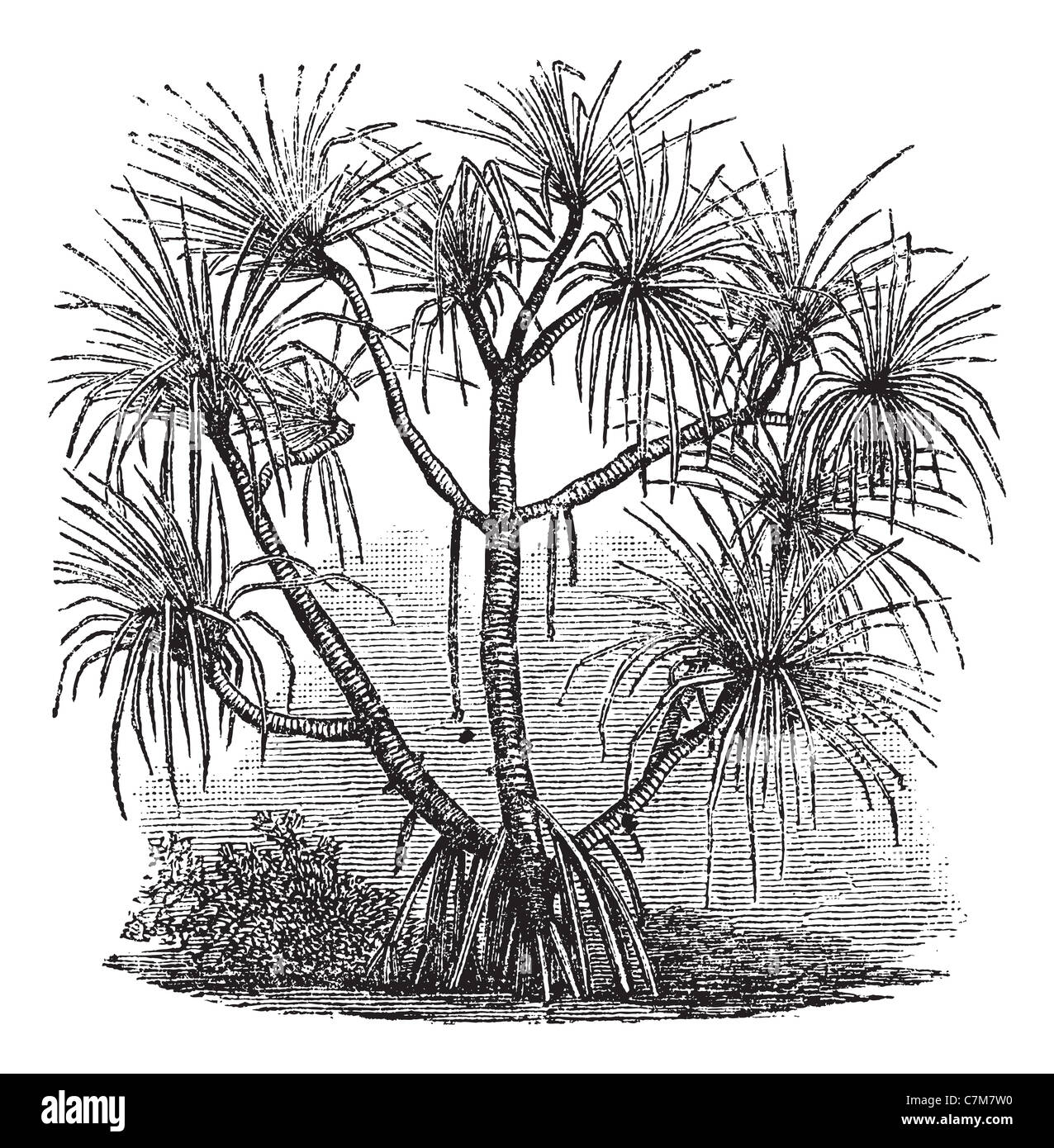 Pandanus candelabrum, vintage engraving. Old engraved illustration of Pandanus candelabrum tree. Stock Photo