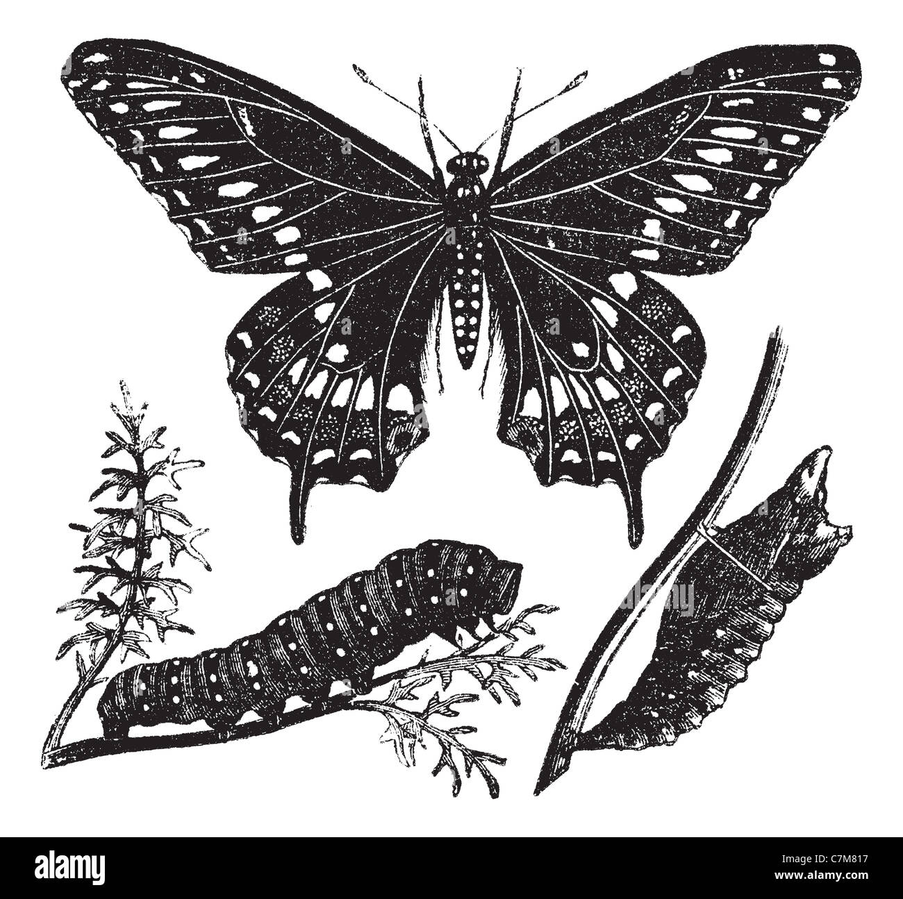 Black Swallowtail Butterfly or Papilio polyxenes, vintage engraved illustration. Trousset encyclopedia (1886 - 1891). Stock Photo