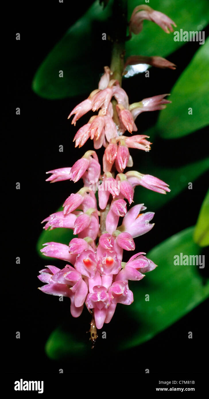 Orchid, Dendrobium secundum (B1) Lindl, Sabah, East Malaysia Stock Photo