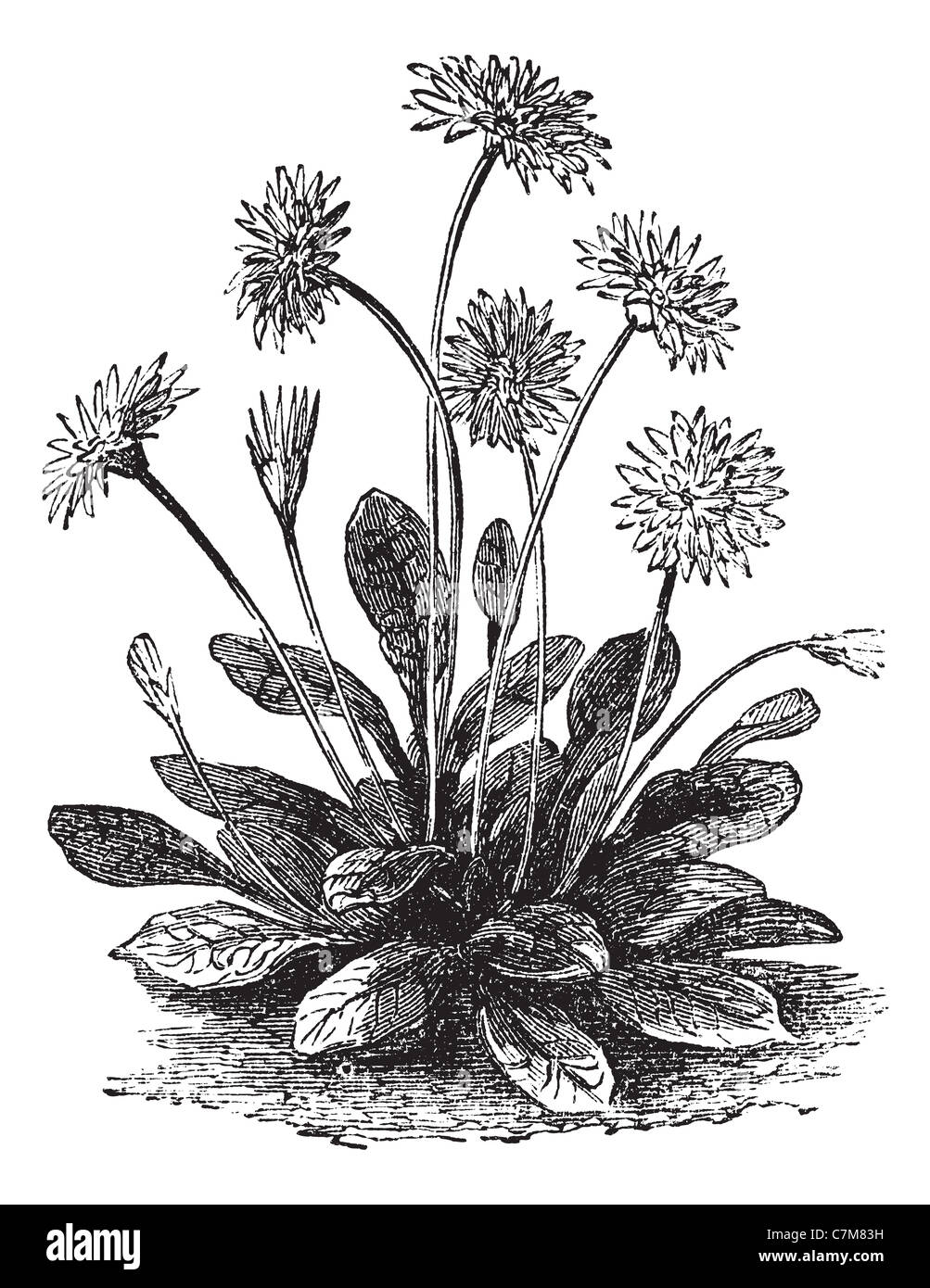 Daisy or Bellis perennis, vintage engraved illustration. Trousset encyclopedia (1886 - 1891). Stock Photo
