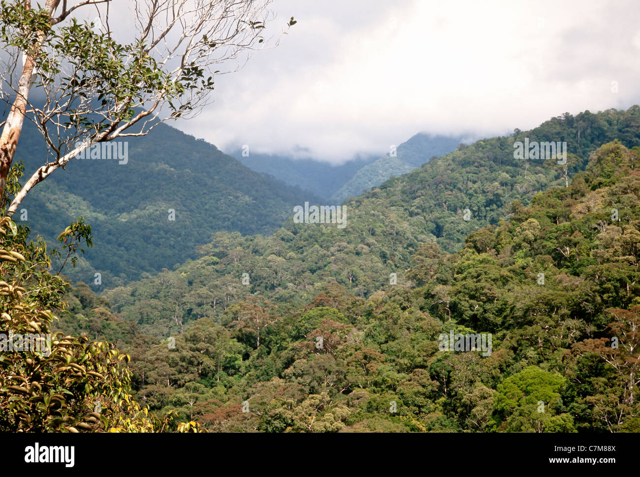 Forested lush tropical Karst hills, Mulu National Park, Sarawak, Borneo, East Malaysia Stock Photo
