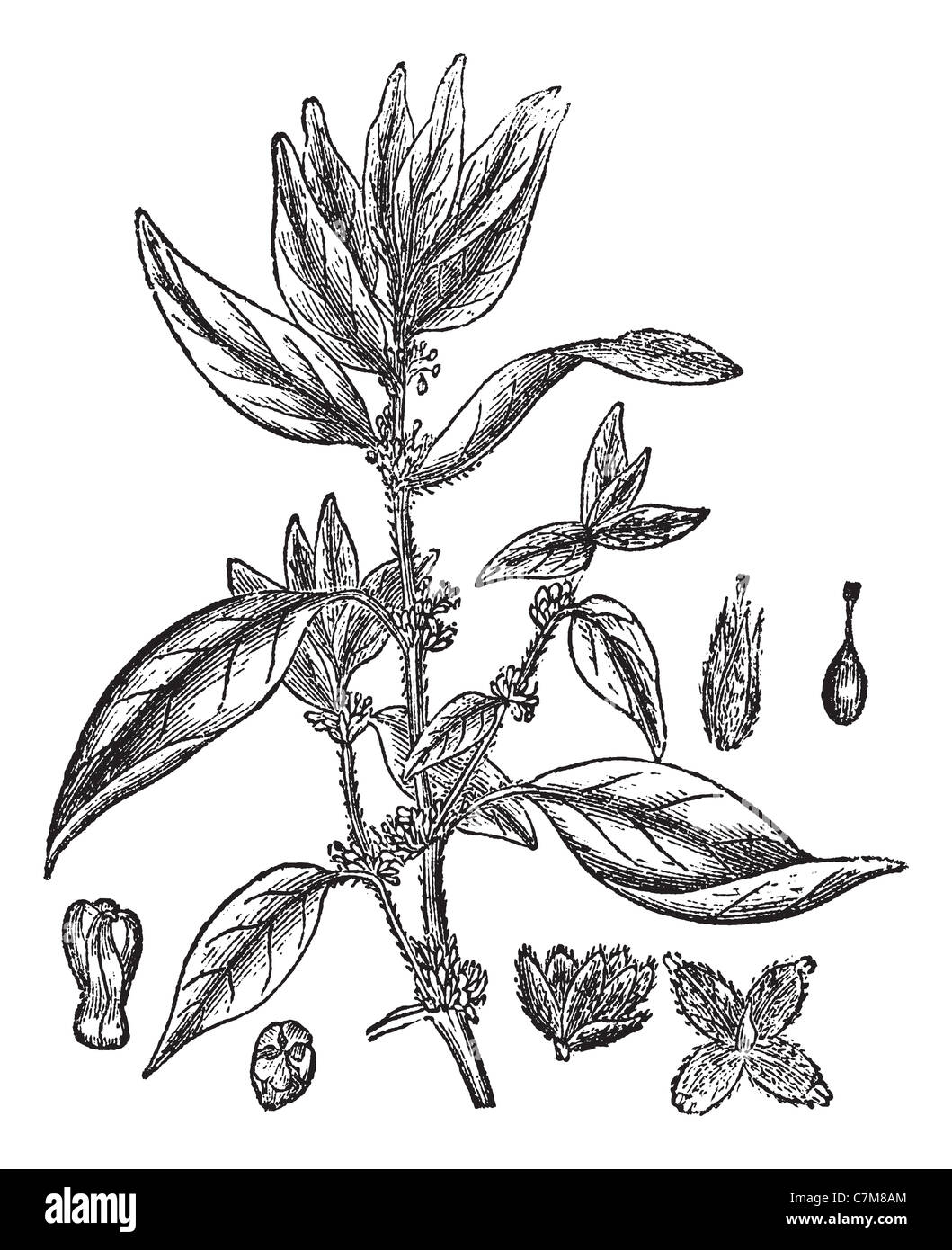 Lichwort or Pellitory-of-the-wall or Parietaria officinalis, vintage engraved illustration. Trousset encyclopedia (1886 - 1891). Stock Photo