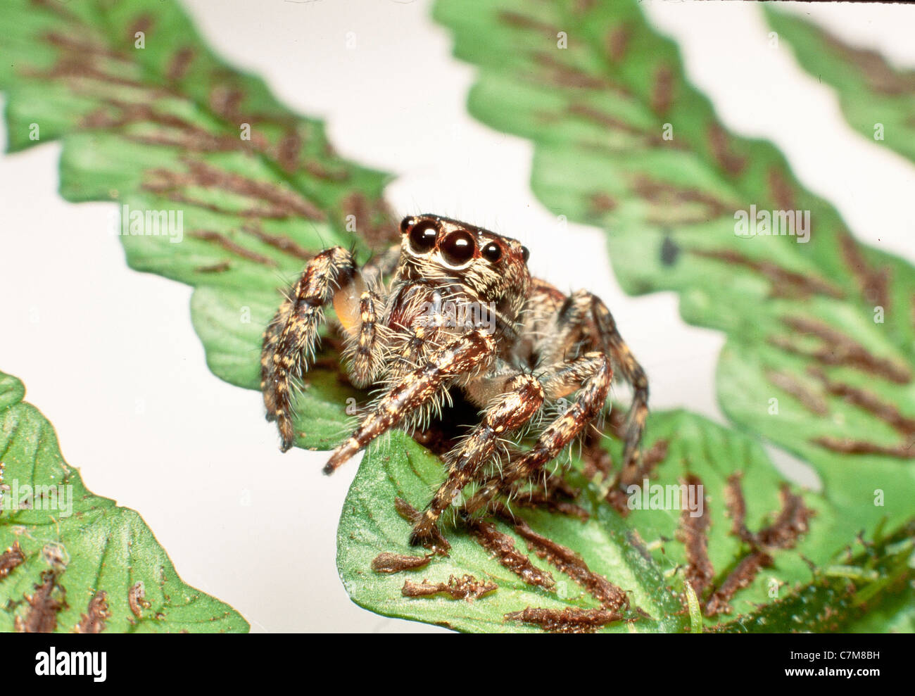 Jumping spider on the rear of a fern leaf showing spores sporangia, Mulu National Park, Sarawak, Borneo, East Malaysia Stock Photo