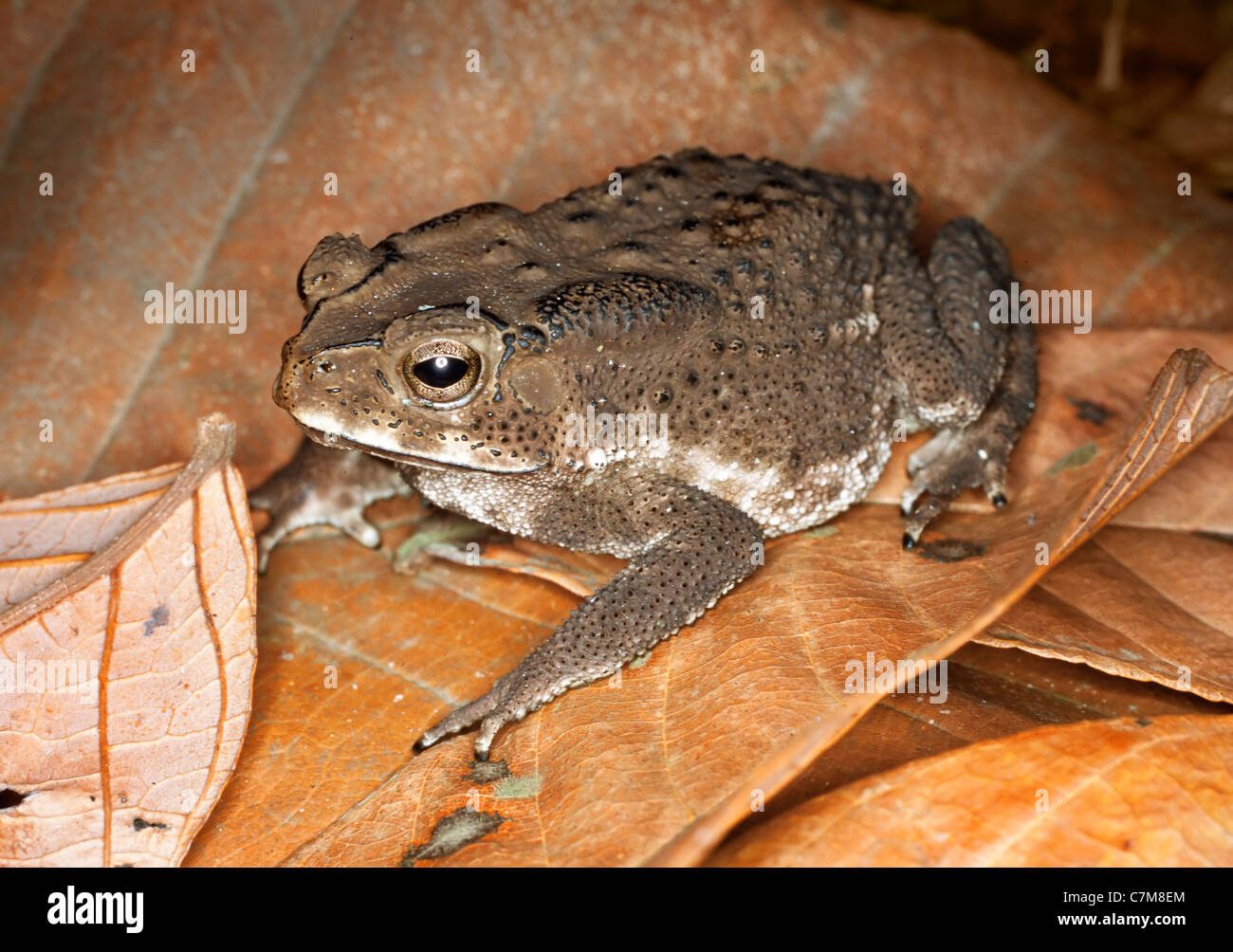 Forest toad in leaf litter, Mulu National Park, Sarawak, Borneo, East Malaysia Stock Photo