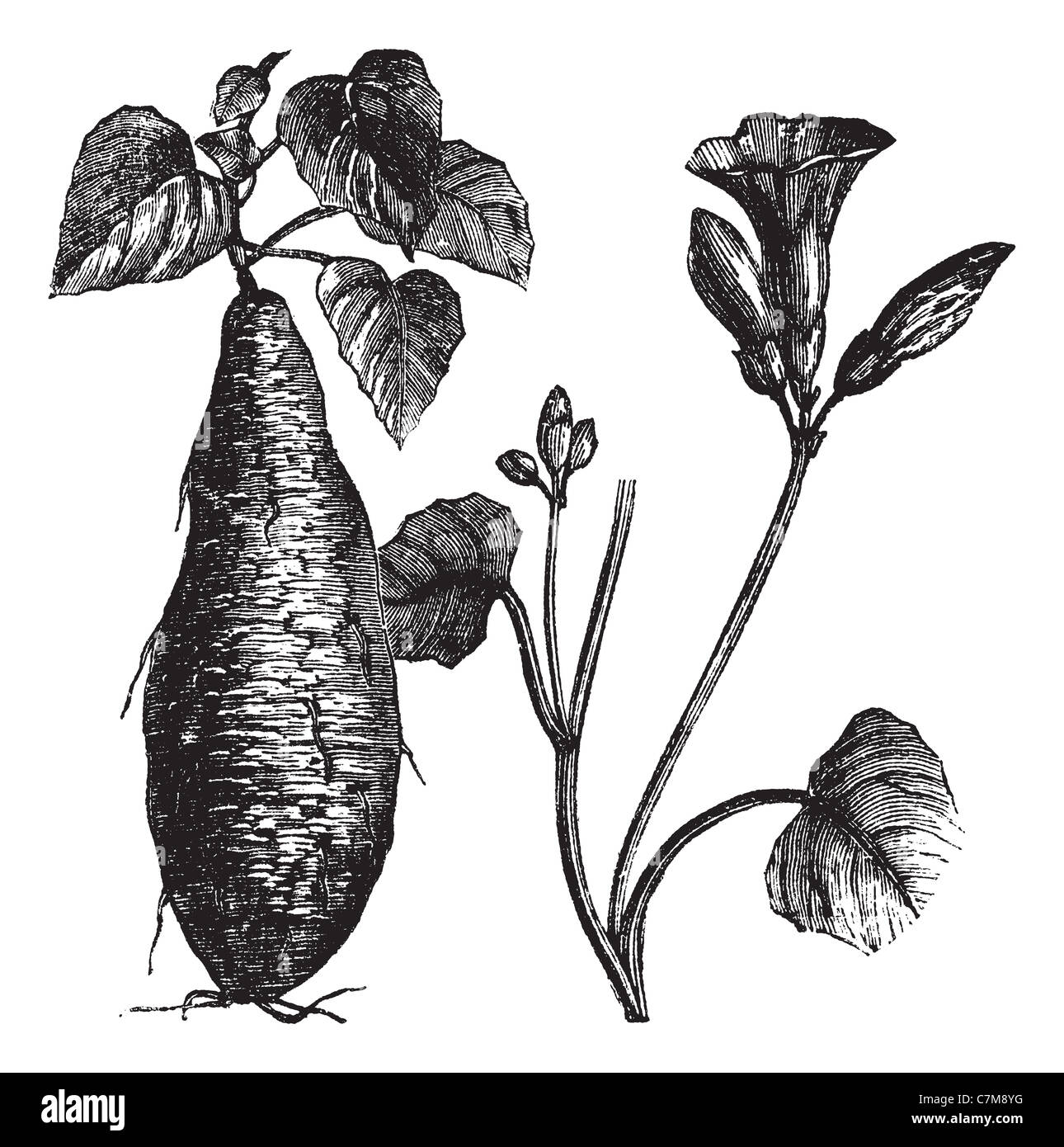 Sweet Potato, vintage engraved illustration, showing root (left) and flowers (right). Trousset encyclopedia (1886 - 1891). Stock Photo