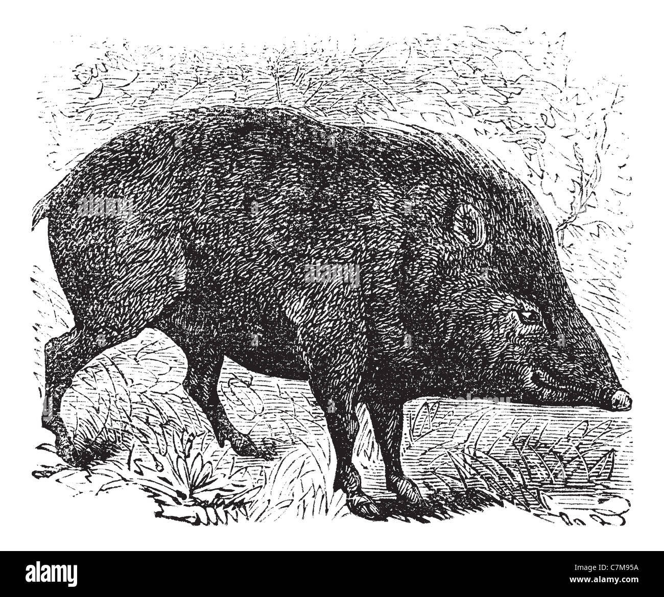 Collared peccary or Quenk, vintage engraving. Old engraved illustration