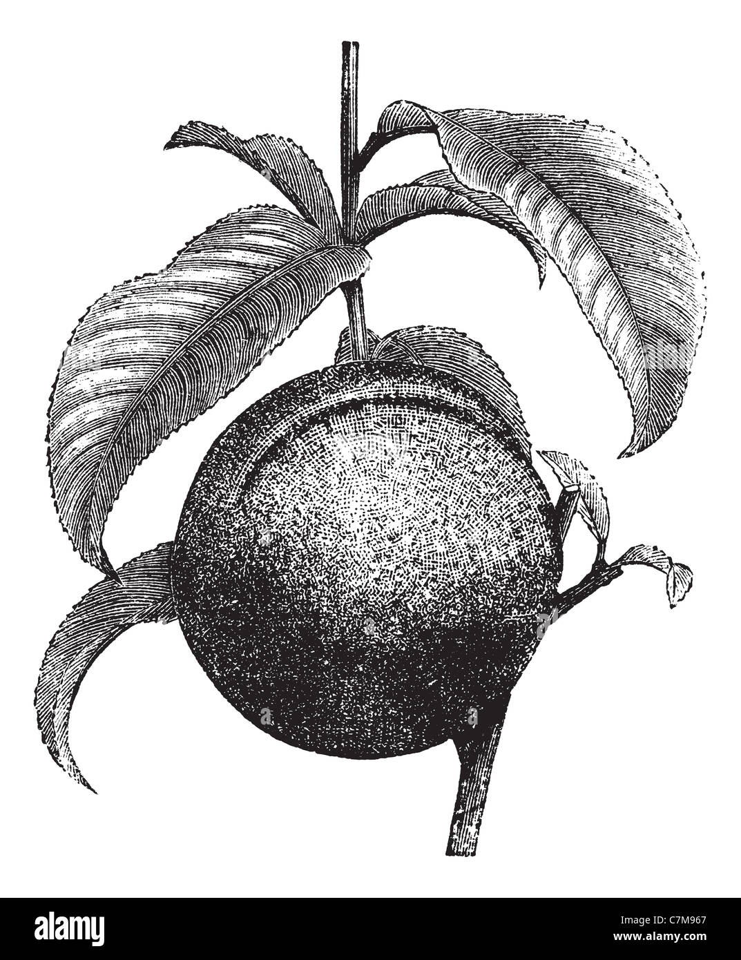 Peach or Prunus persica, vintage engraved illustration. Trousset encyclopedia (1886 - 1891). Stock Photo