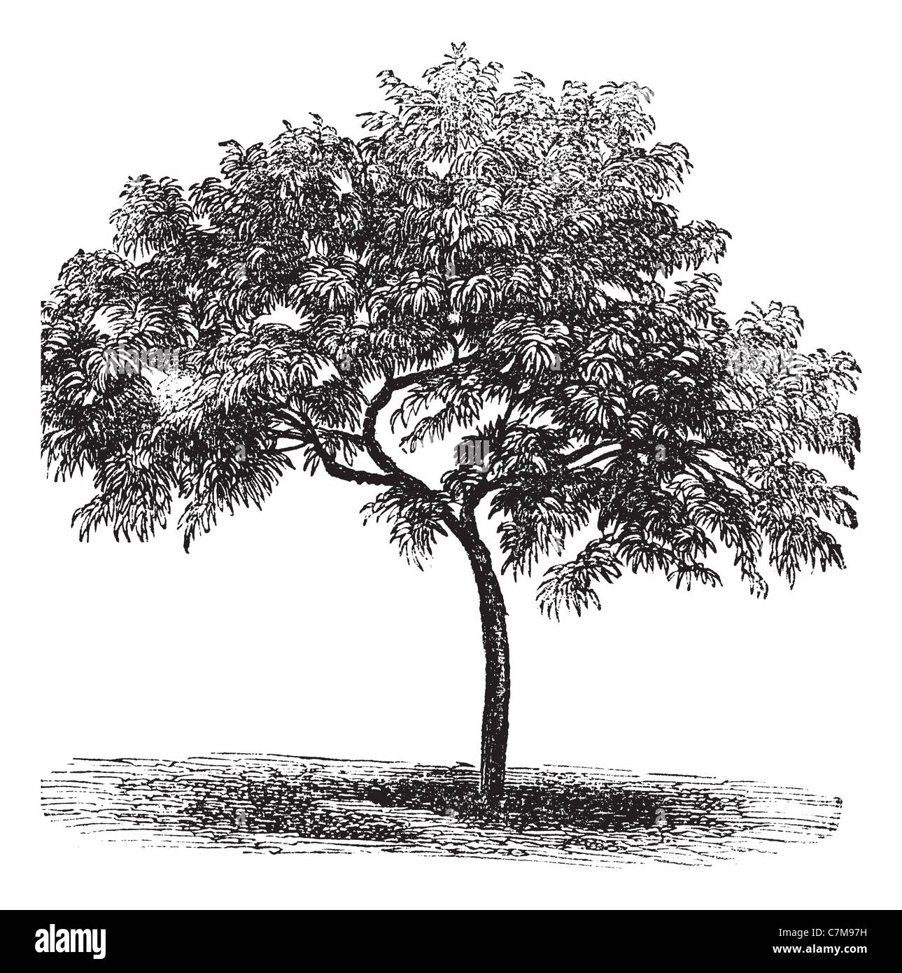 Peach or Prunus persica, vintage engraved illustration. Trousset encyclopedia (1886 - 1891). Stock Photo