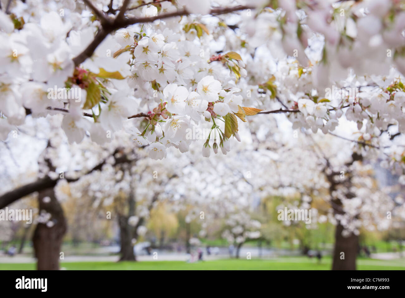 Cherry blossoms in Boston Public Garden, Boston, Massachusetts, USA