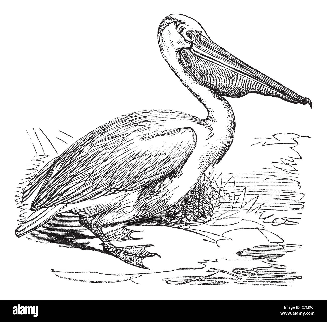 Great White Pelican or Eastern White Pelican, vintage engraved illustration. Trousset encyclopedia (1886 - 1891). Stock Photo