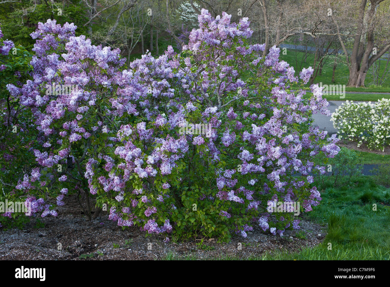 Cherry Blossom in Arnold Arboretum, Jamaica Plain, Boston