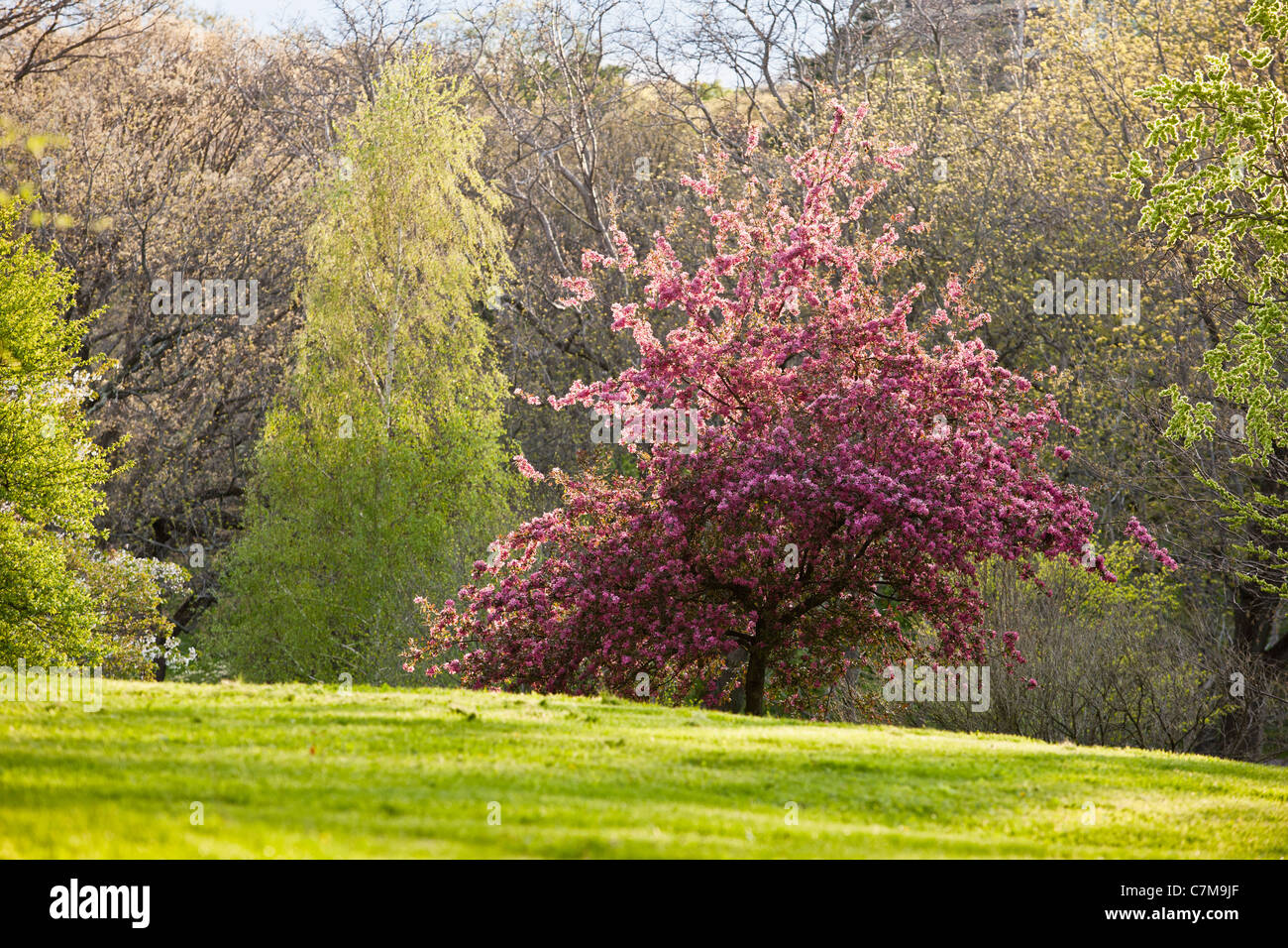 Cherry Blossom in Arnold Arboretum, Jamaica Plain, Boston