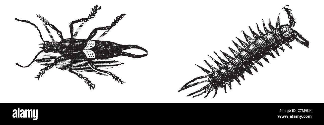European Earwig (left), and Brown Centipede (right), vintage engraved illustration. Trousset encyclopedia (1886 - 1891). Stock Photo
