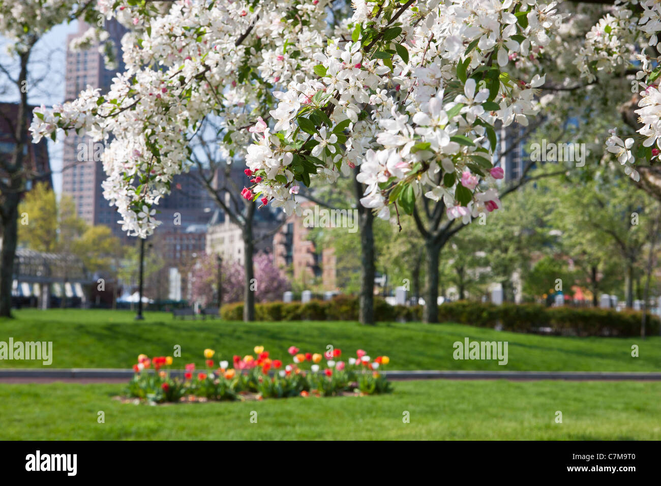 Flowers blooming on apple blossom tree, Christopher Columbus Waterfront Park, North End, Boston, Massachusetts, USA Stock Photo