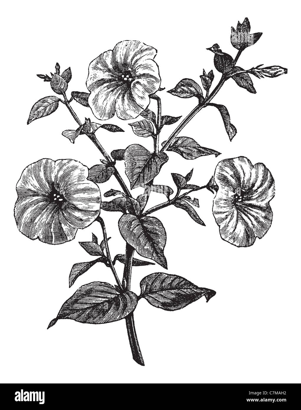 Petunia or Petunia sp., vintage engraved illustration. Trousset encyclopedia (1886 - 1891). Stock Photo
