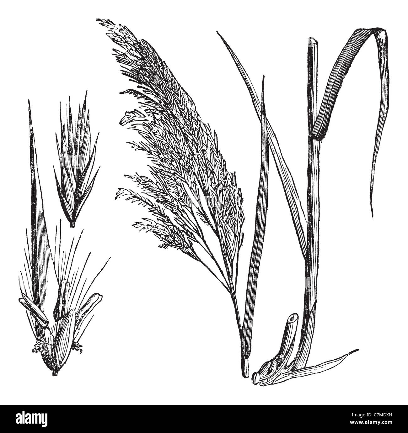 Common reed, vintage engraved illustration. Common reed, a large perennial grass. Trousset encyclopedia (1886 - 1891). Stock Photo