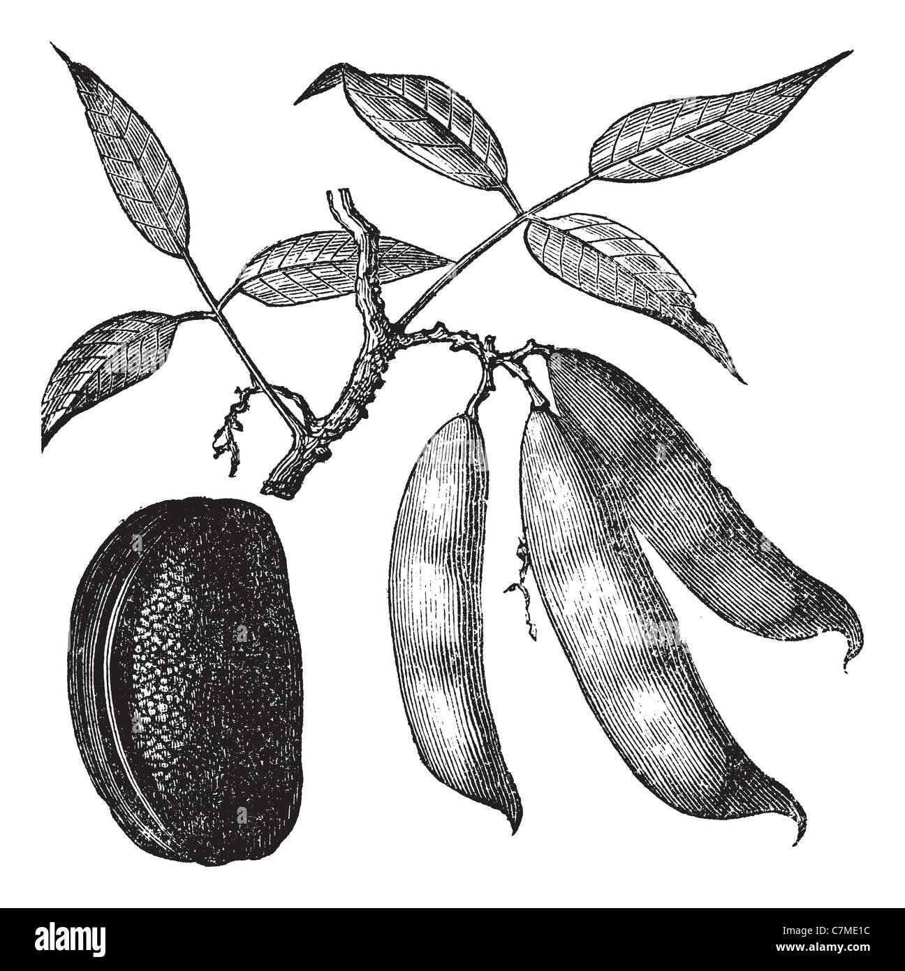 Physotigma Poisons (Physostigma venenosum) or Calabar Bean, vintage engraved illustration.Trousset encyclopedia (1886 - 1891). Stock Photo
