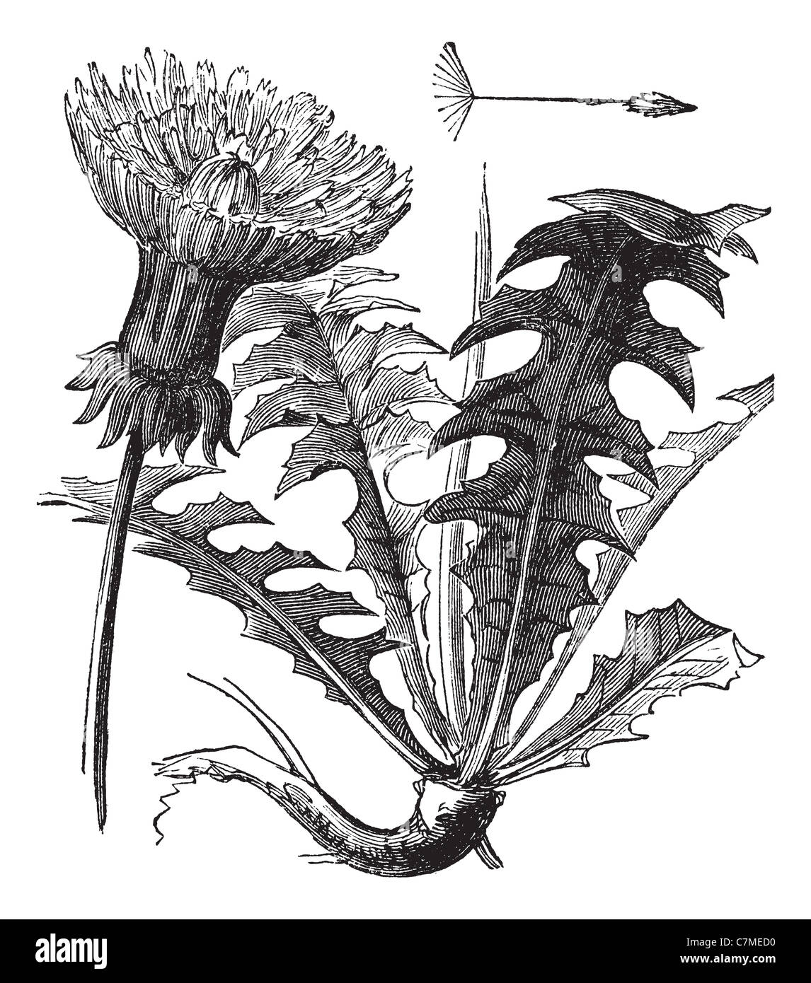 Taraxacum, vintage engraved illustration. Dandelion with leaves on white background. Trousset encyclopedia (1886 - 1891). Stock Photo