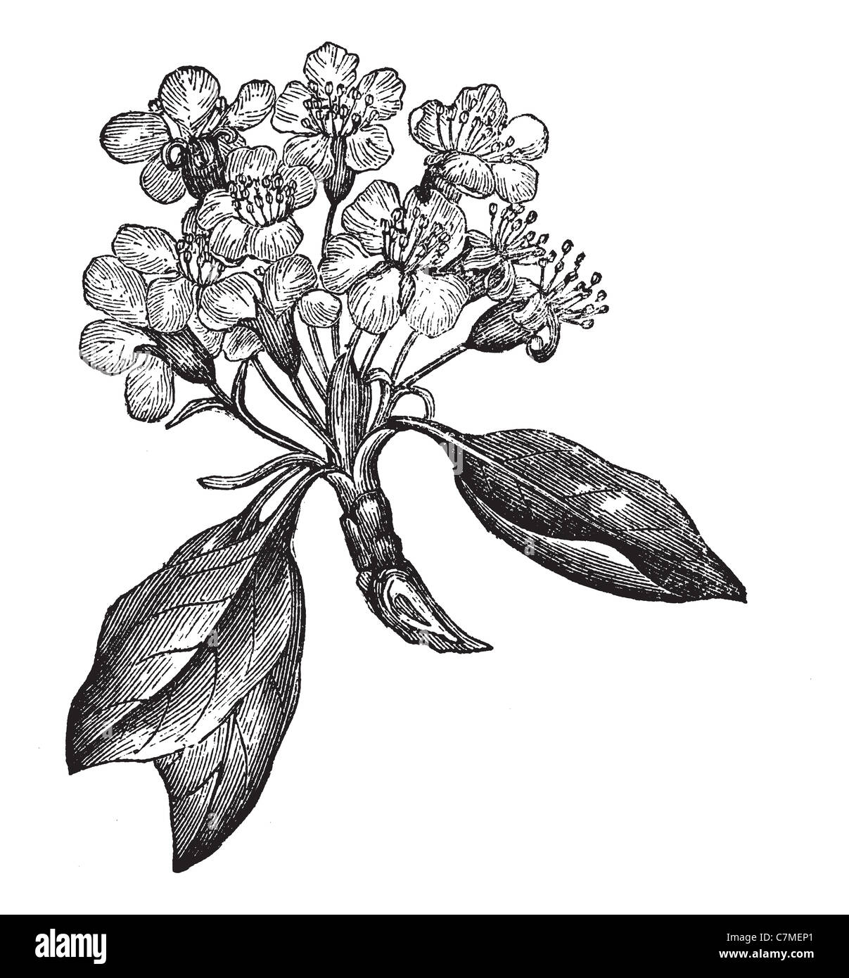 Pear or Pyrus sp., vintage engraved illustration, showing flowers (left) and fruit (right). Trousset encyclopedia (1886 - 1891). Stock Photo
