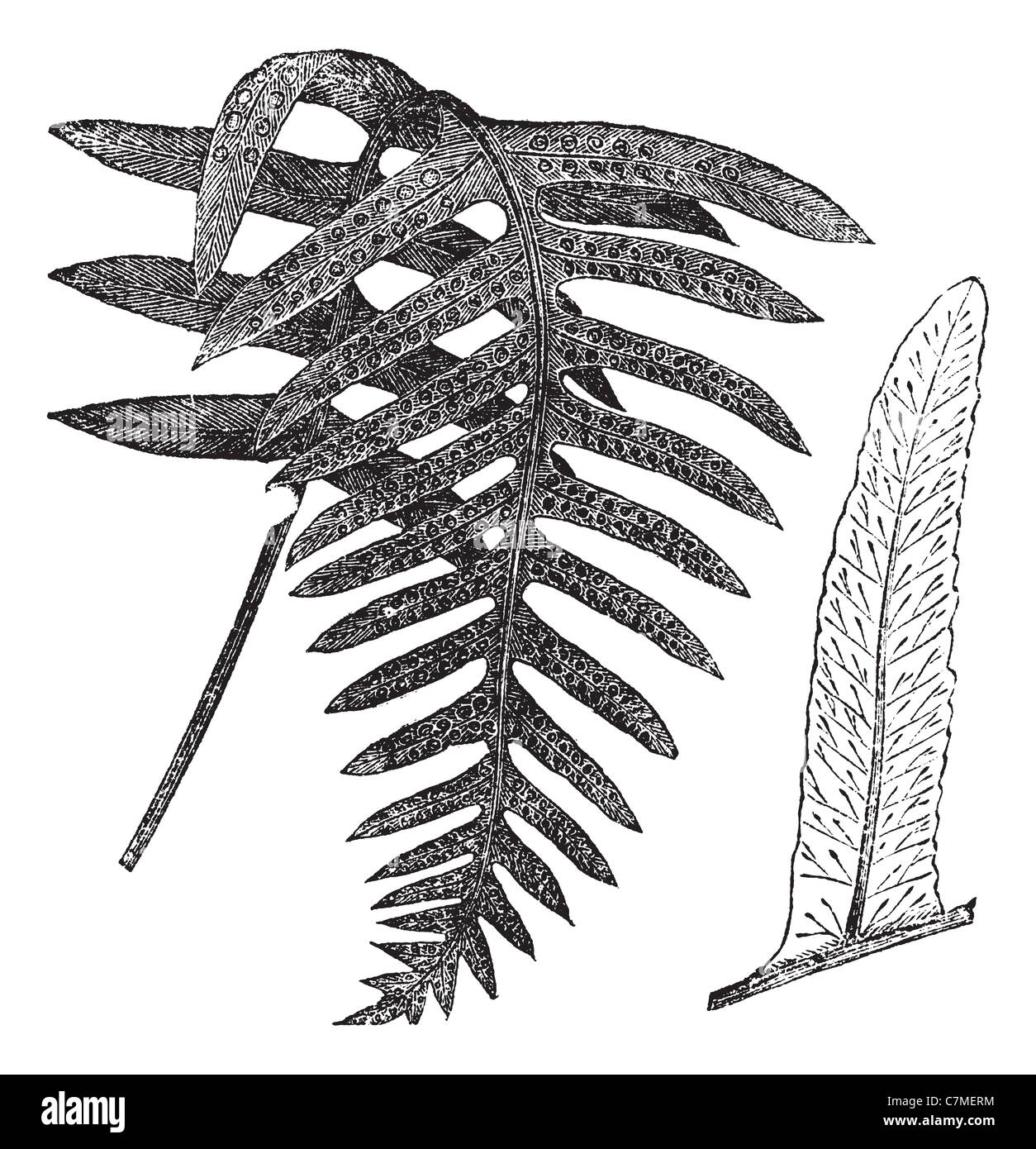 Polypody or Polypodium vulgare, vintage engraved illustration. Trousset encyclopedia (1886 - 1891). Stock Photo