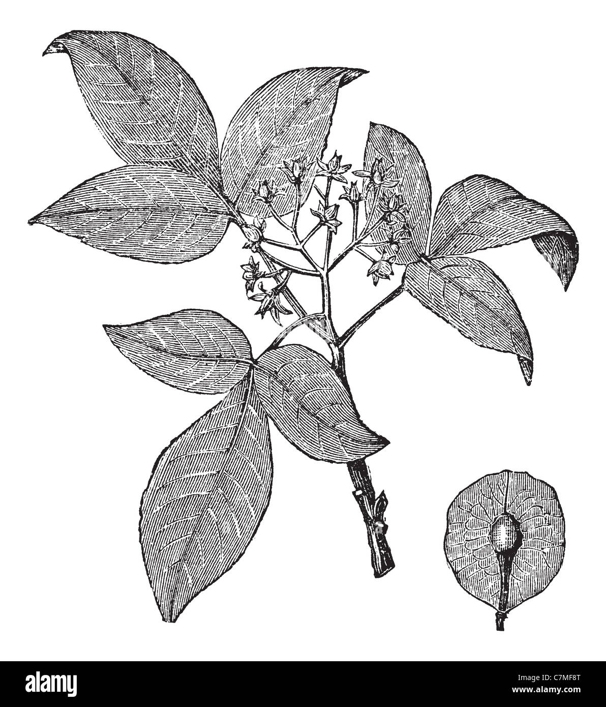 Hoptree or Ptelea trifoliata, vintage engraving. Old engraved illustration of Hoptree isolated on a white background. Stock Photo