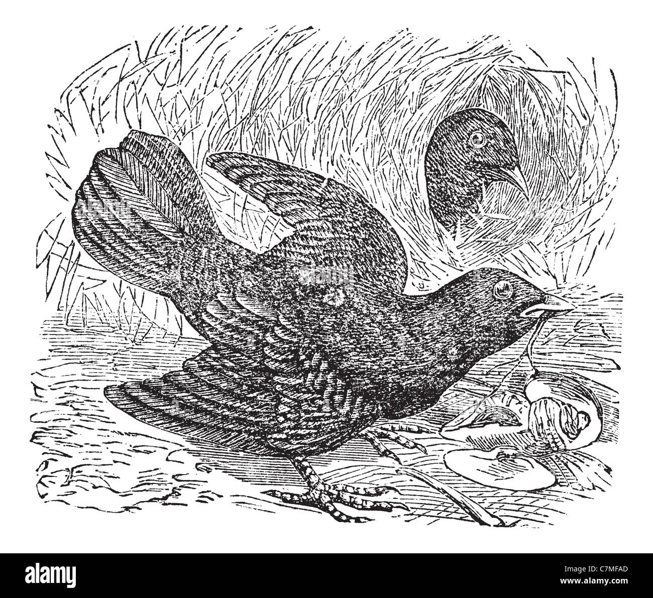 Satin Bowerbird or Ptilonorhynchus violaceus, vintage engraving. Old engraved illustration of two Satin Bowerbird in the meadow. Stock Photo