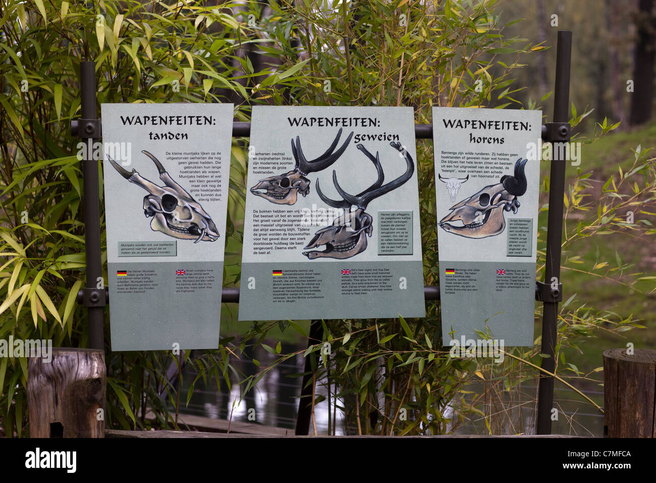 Educational/Interpretative Signage; Horns and Antlers Graphic. Burgers Zoo, The Netherlands. Holland. Stock Photo