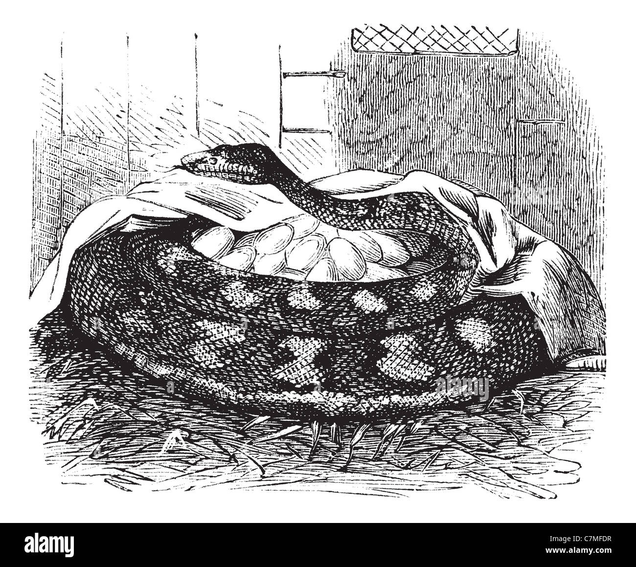 How To Draw A Python Snake