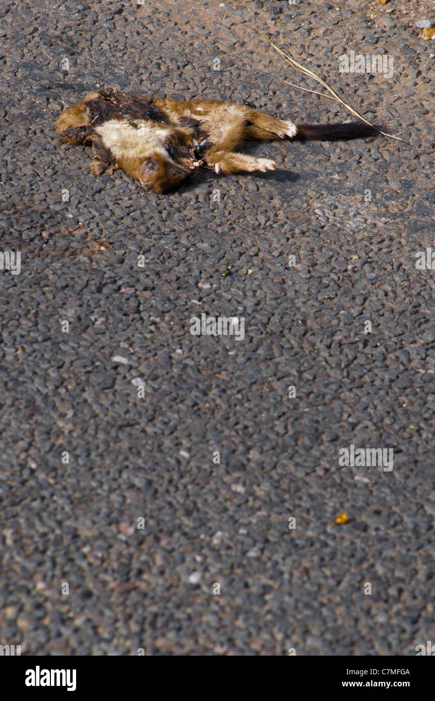Road kill dead stoat on road Stock Photo
