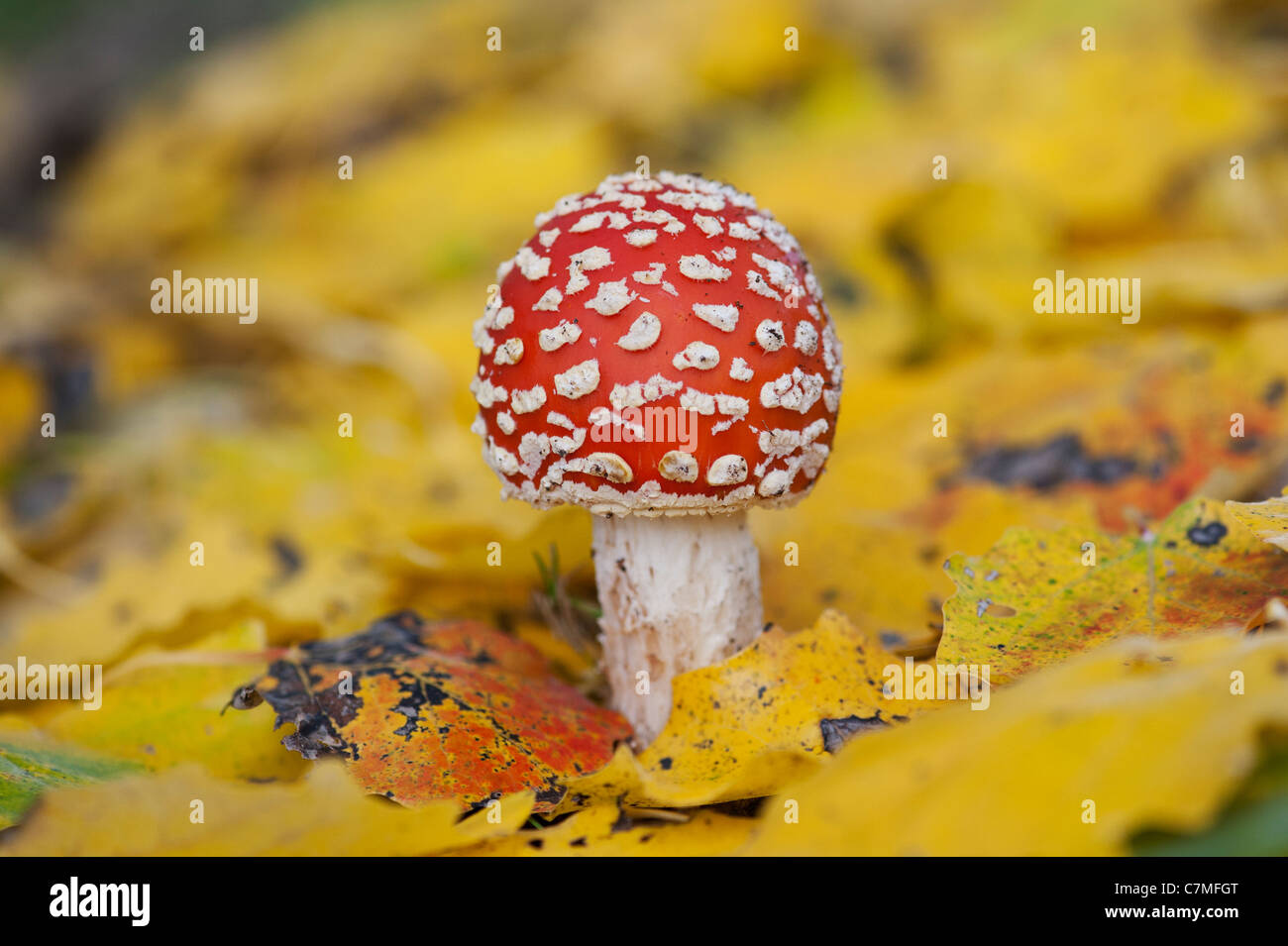 Amanita muscaria, Fly agaric mushroom growing amongst fallen golden leaves in a woodland. Stock Photo
