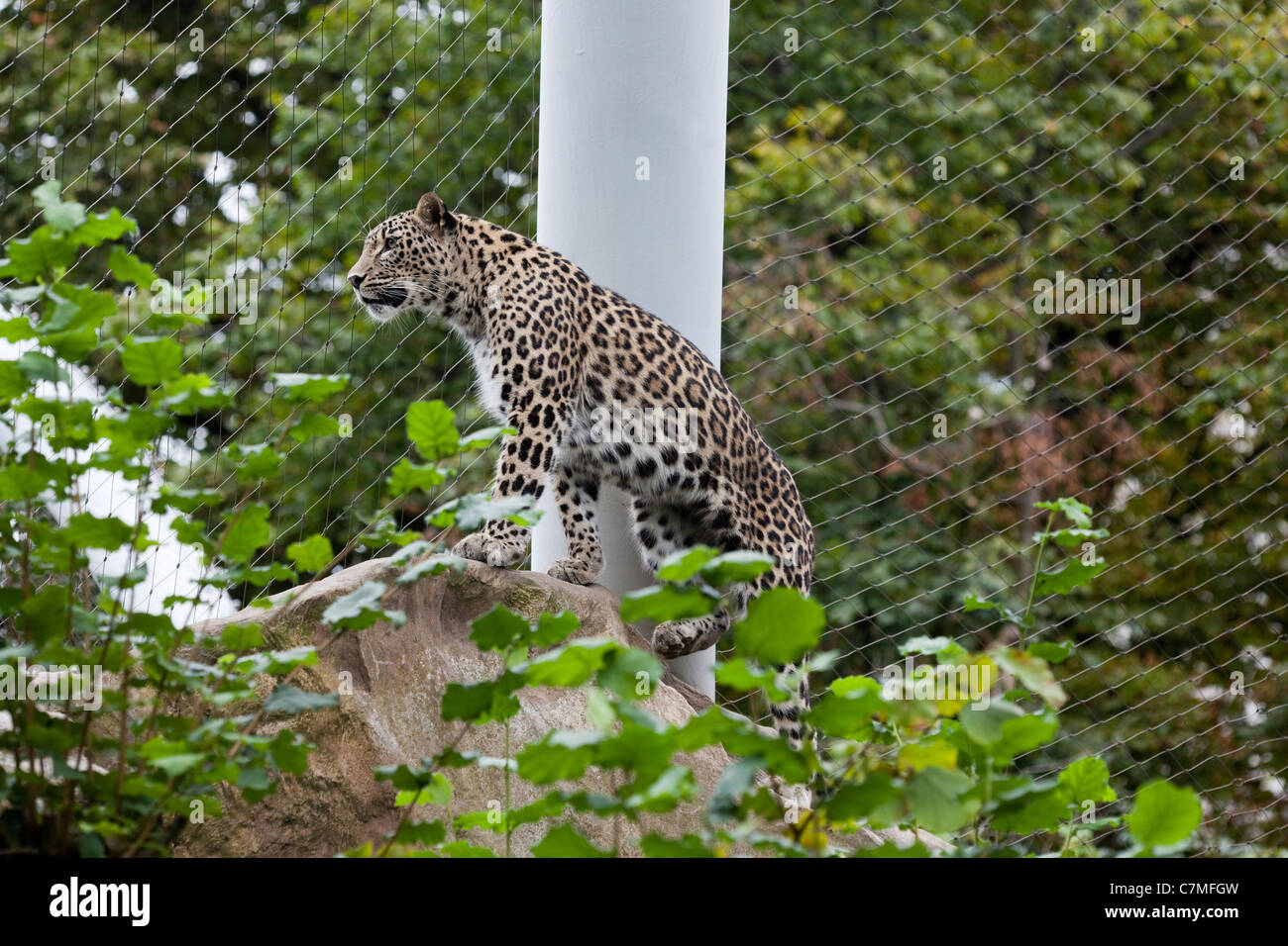 Persian Leopard (Panthera pardus saxicolor). Subject of inter-zoo breeding programme. Critically Endangered sub-species. Cologne Stock Photo