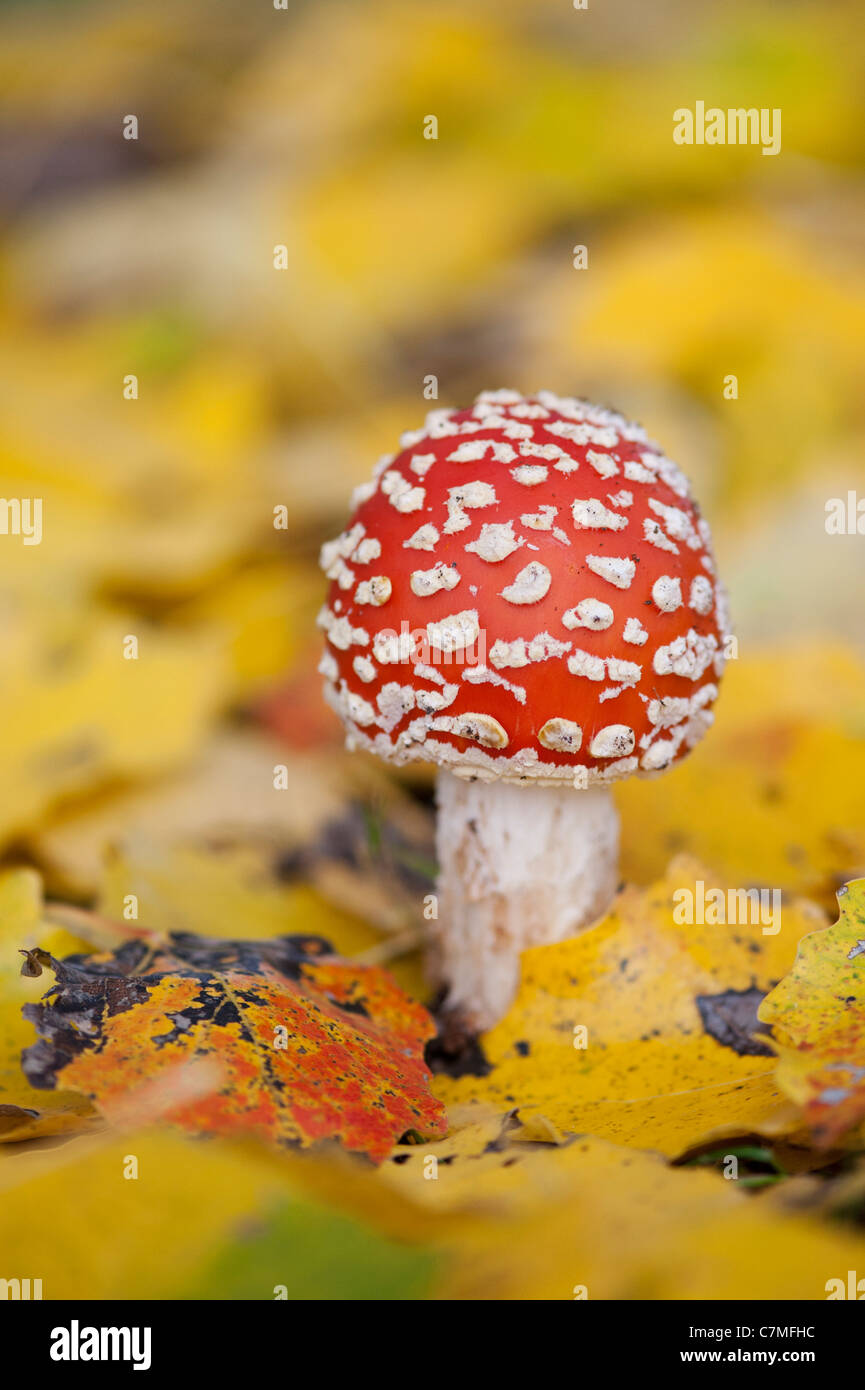 Amanita muscaria, Fly agaric mushroom growing amongst fallen golden leaves in a woodland. Stock Photo