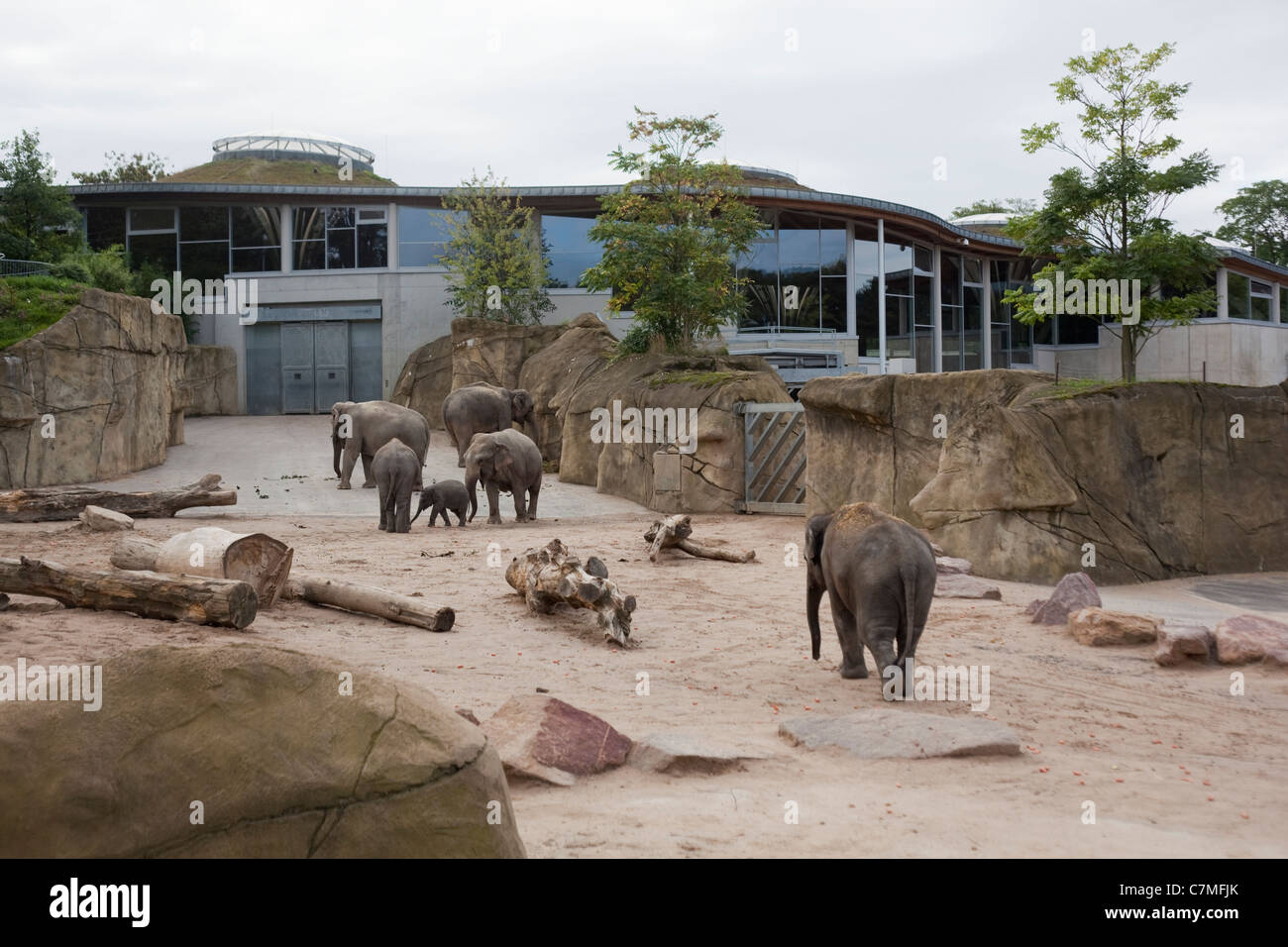Asian Elephants (Elephas maximus). House, and landscaped enclosure. Cologne or Koln Zoo, Germany. Stock Photo