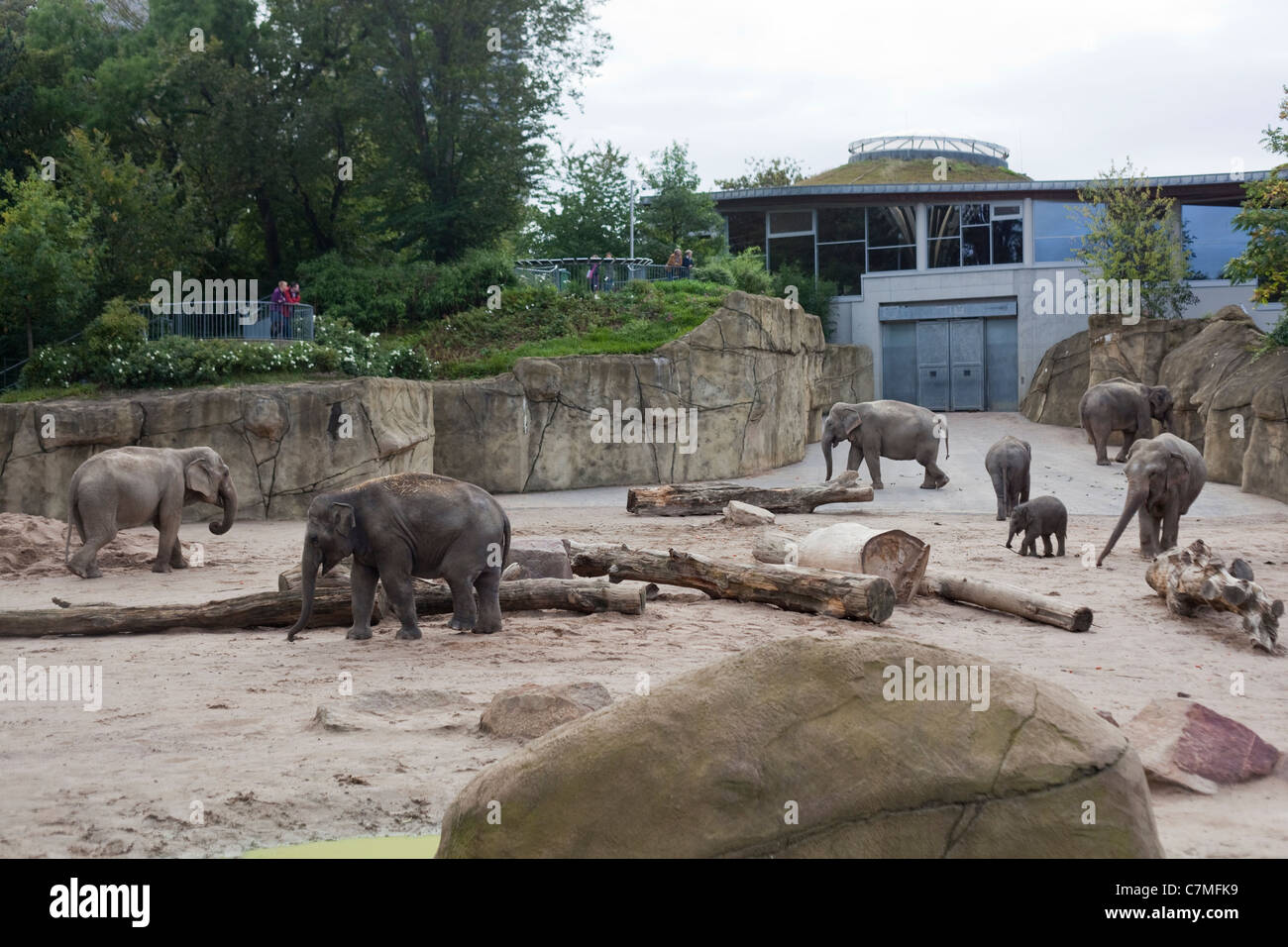 Asian Elephants (Elephas maximus). House, and landscaped enclosure. Cologne or Koln Zoo, Germany. Stock Photo