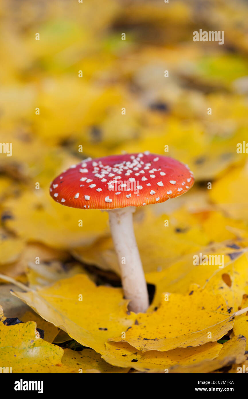 Amanita muscaria, Fly agaric mushroom growing amongst fallen golden leaves in a woodland. Stock Photo