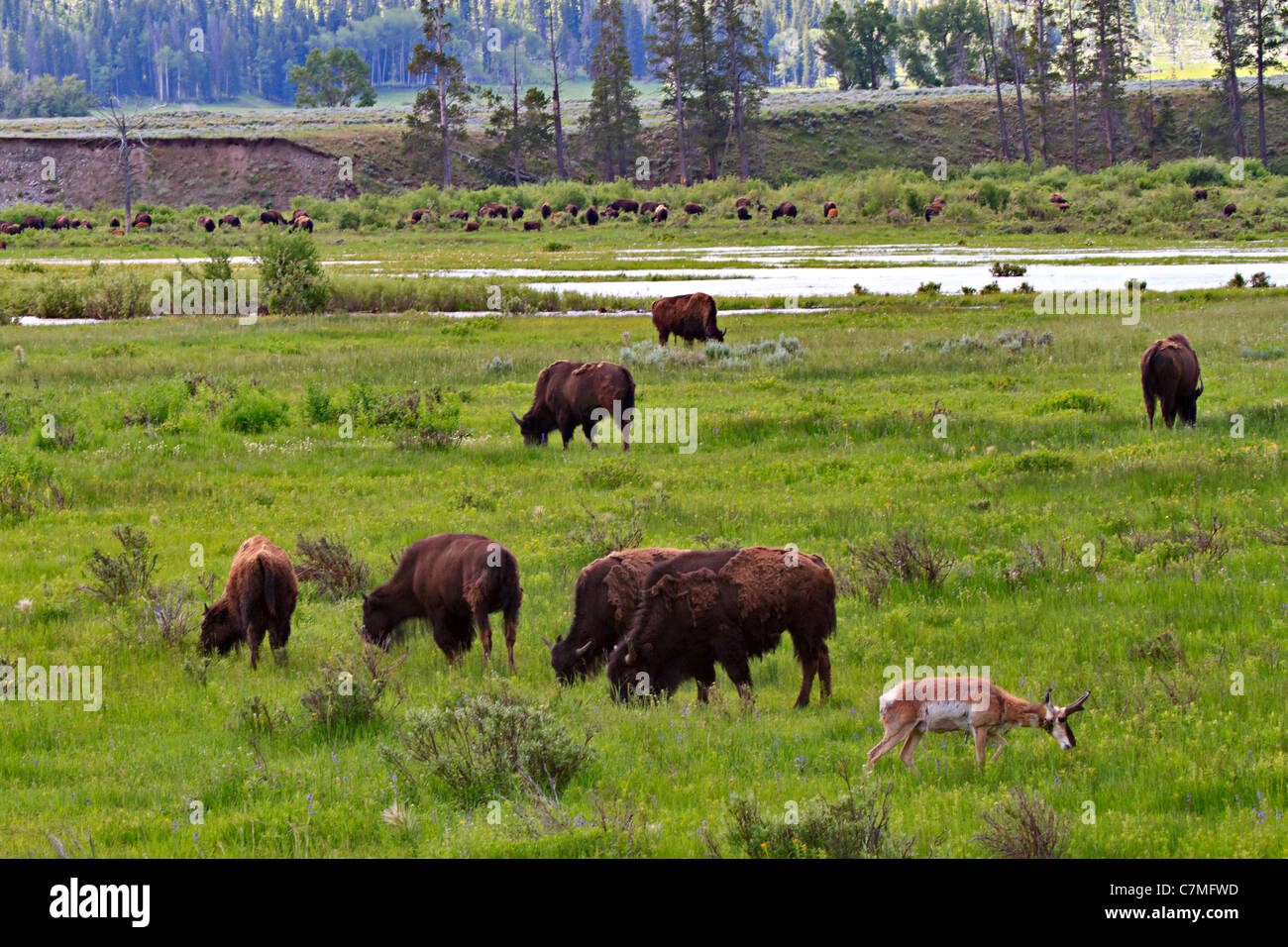 American Bison, Bison bison, and Pronghorn, Antilocapra americana, in the Lamar Valley, Yellowstone National Park, Wyoming. Stock Photo