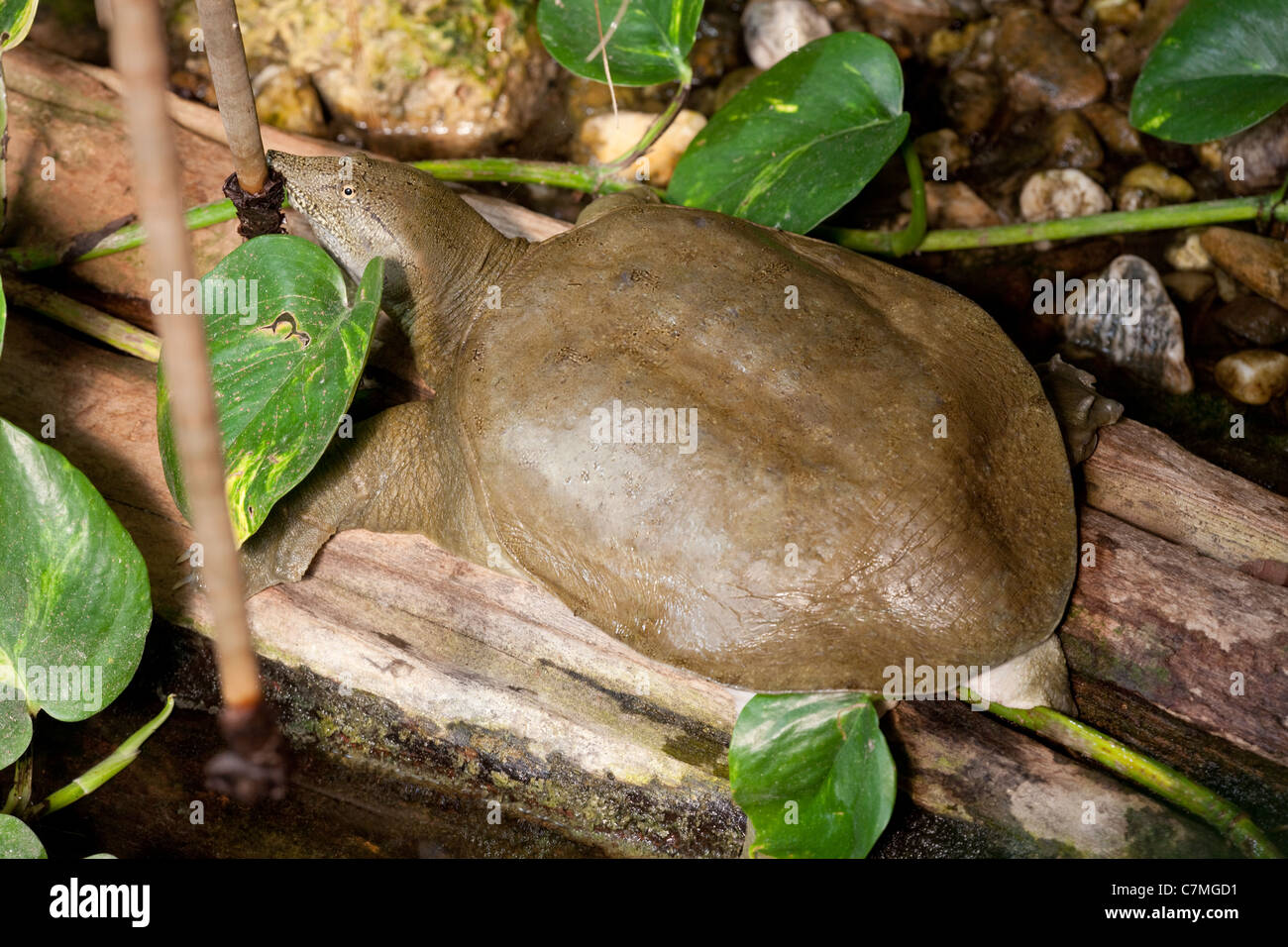 Chinese Softshell Turtle Pelodiscus (Trionyx) sinensis.Threatened in the wild. Farmed for human consumption in China. Stock Photo