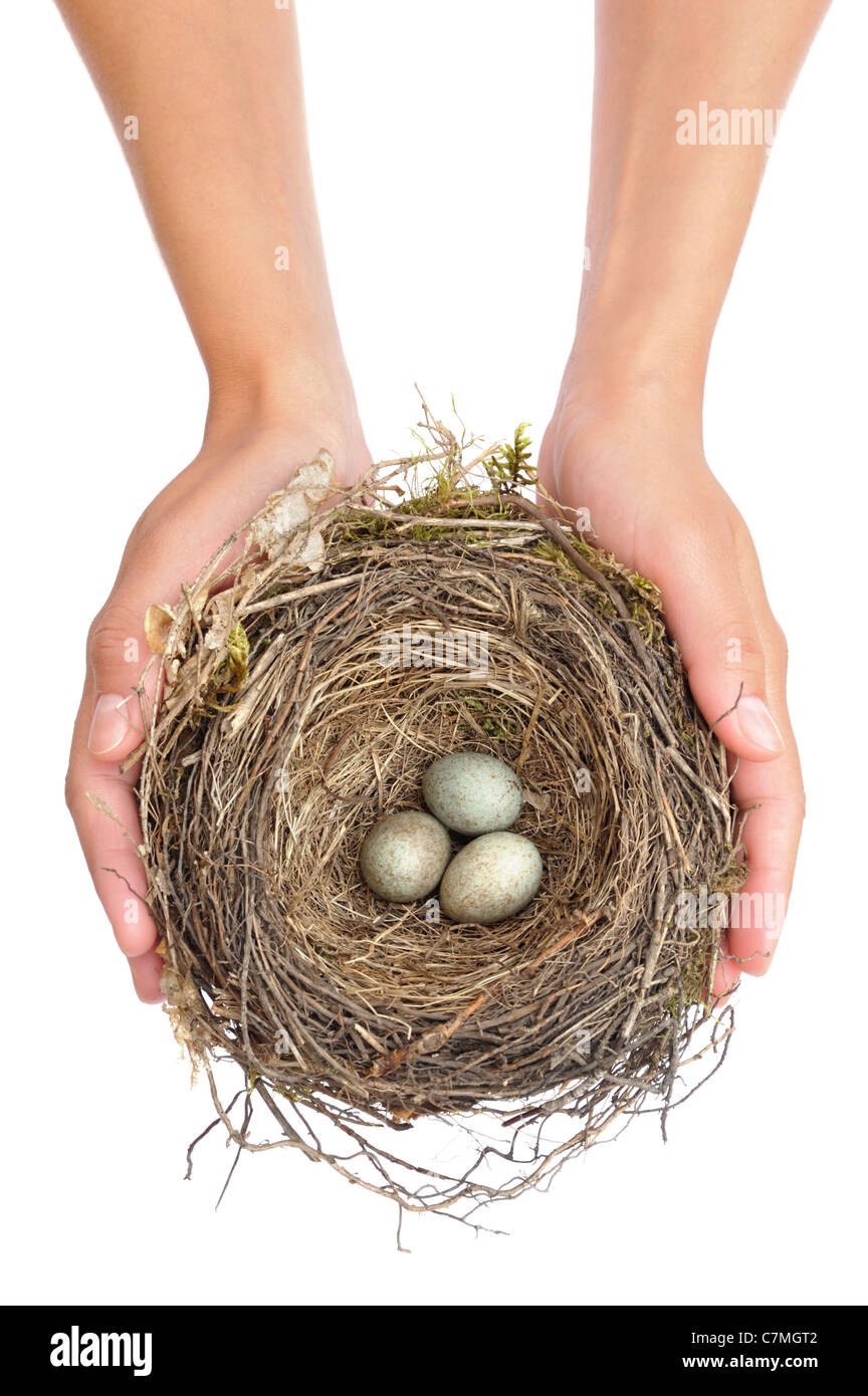 Young woman holding bird-nest with eggs over white background  - blackbird - isolated Stock Photo