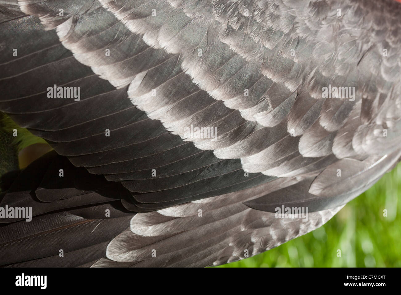 Red-breasted Goose Branta ruficollis. Right wing showing three or four rows of white edged covert feathers, identifying immature Stock Photo