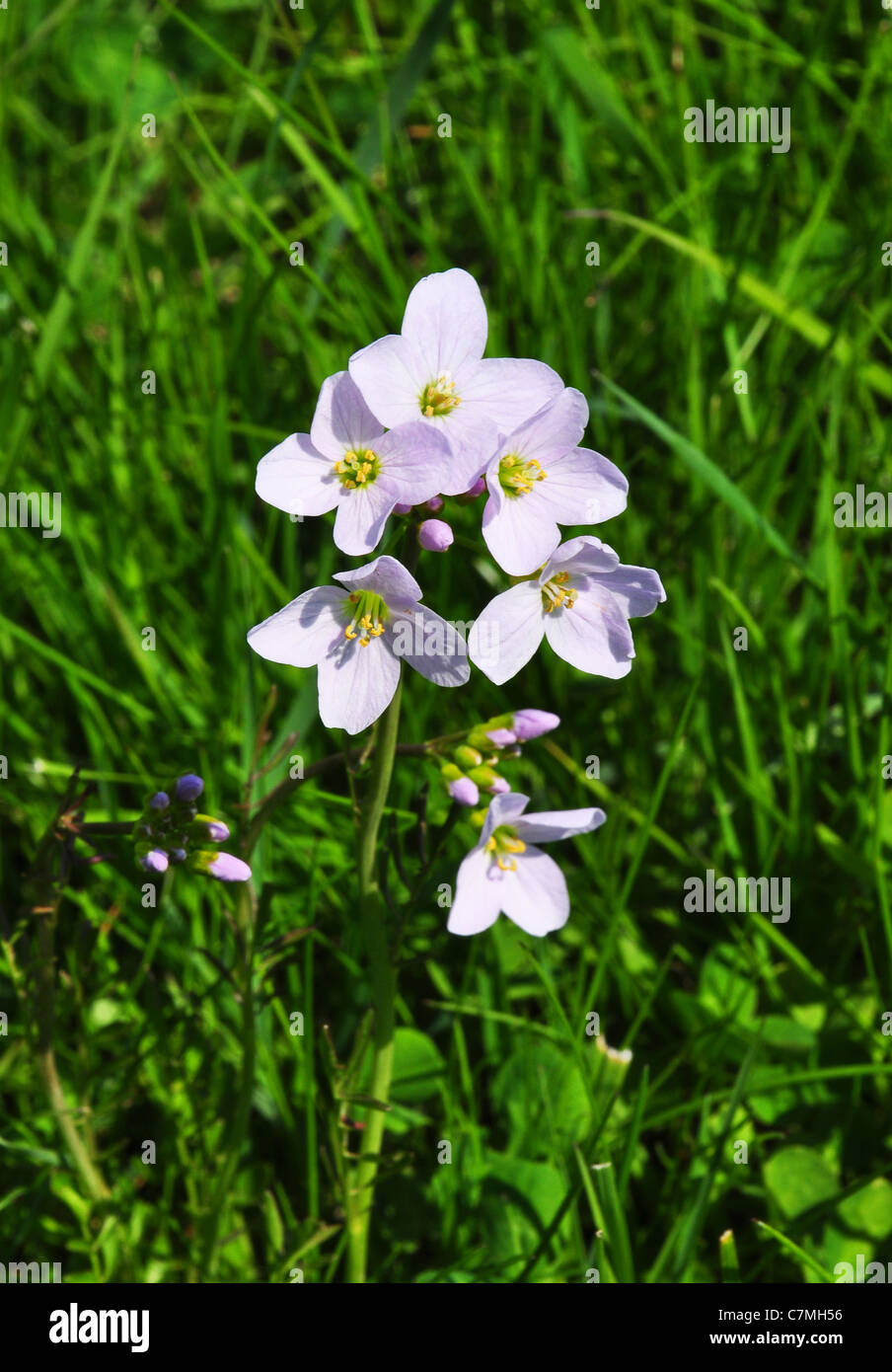 Cuckoo flower (Cardamine pratensis Stock Photo - Alamy
