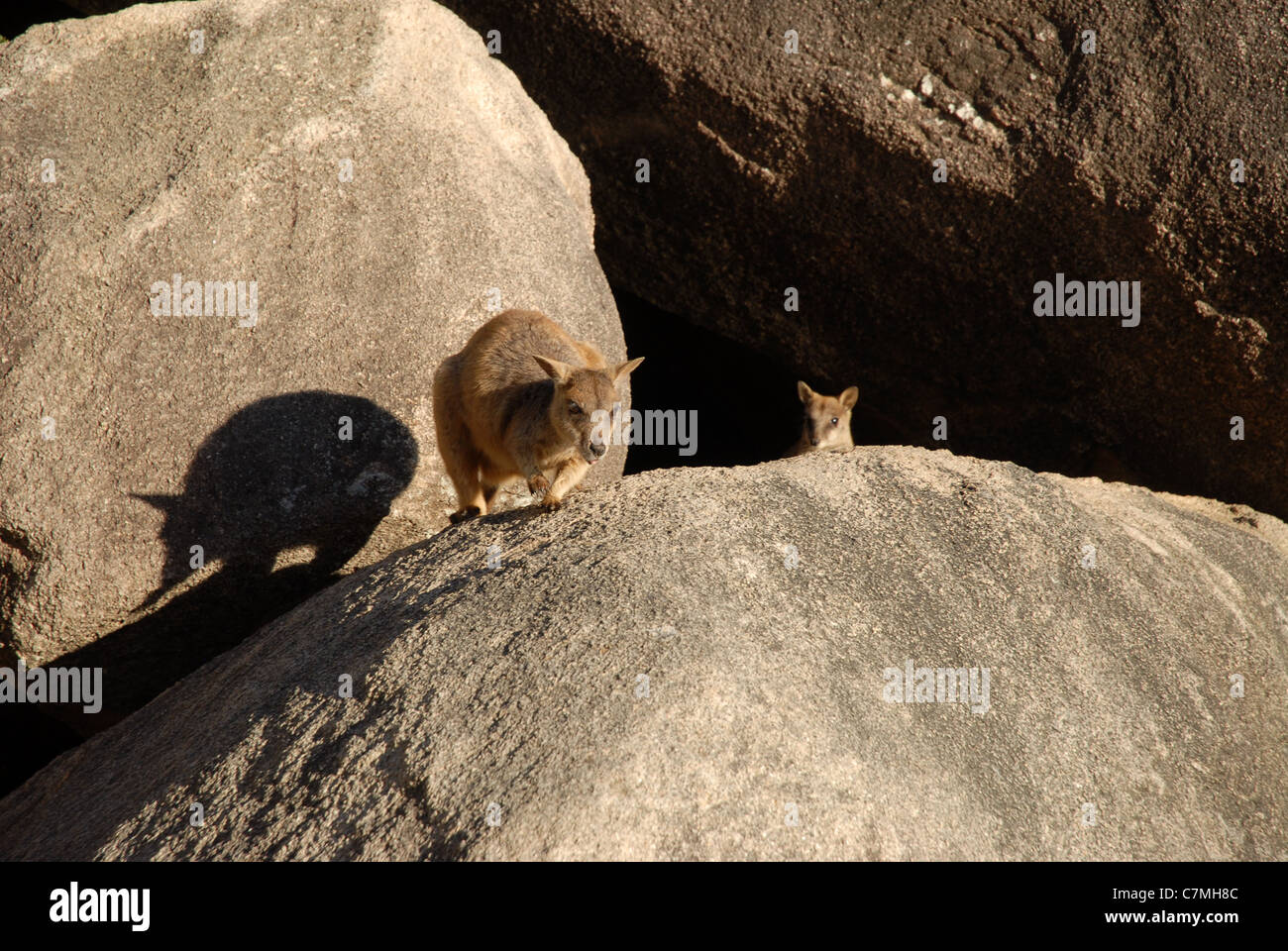 allied Rock wallaby (Petrogale assimilis), Geoffrey Bay, Magnetic Island, Townsville, Queensland, Australia Stock Photo