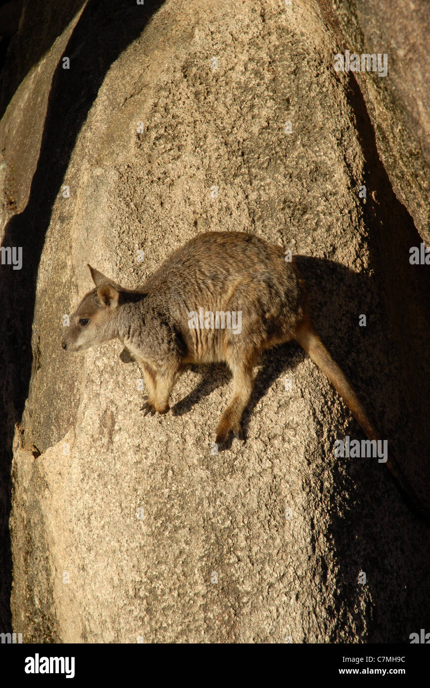 allied Rock wallaby (Petrogale assimilis), Geoffrey Bay, Magnetic Island, Townsville, Queensland, Australia Stock Photo