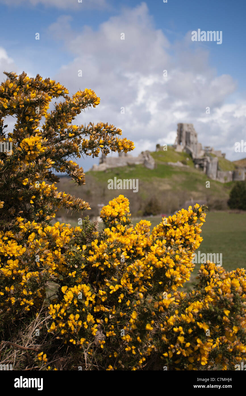 Gorse bush with Corfe Castle in background Stock Photo