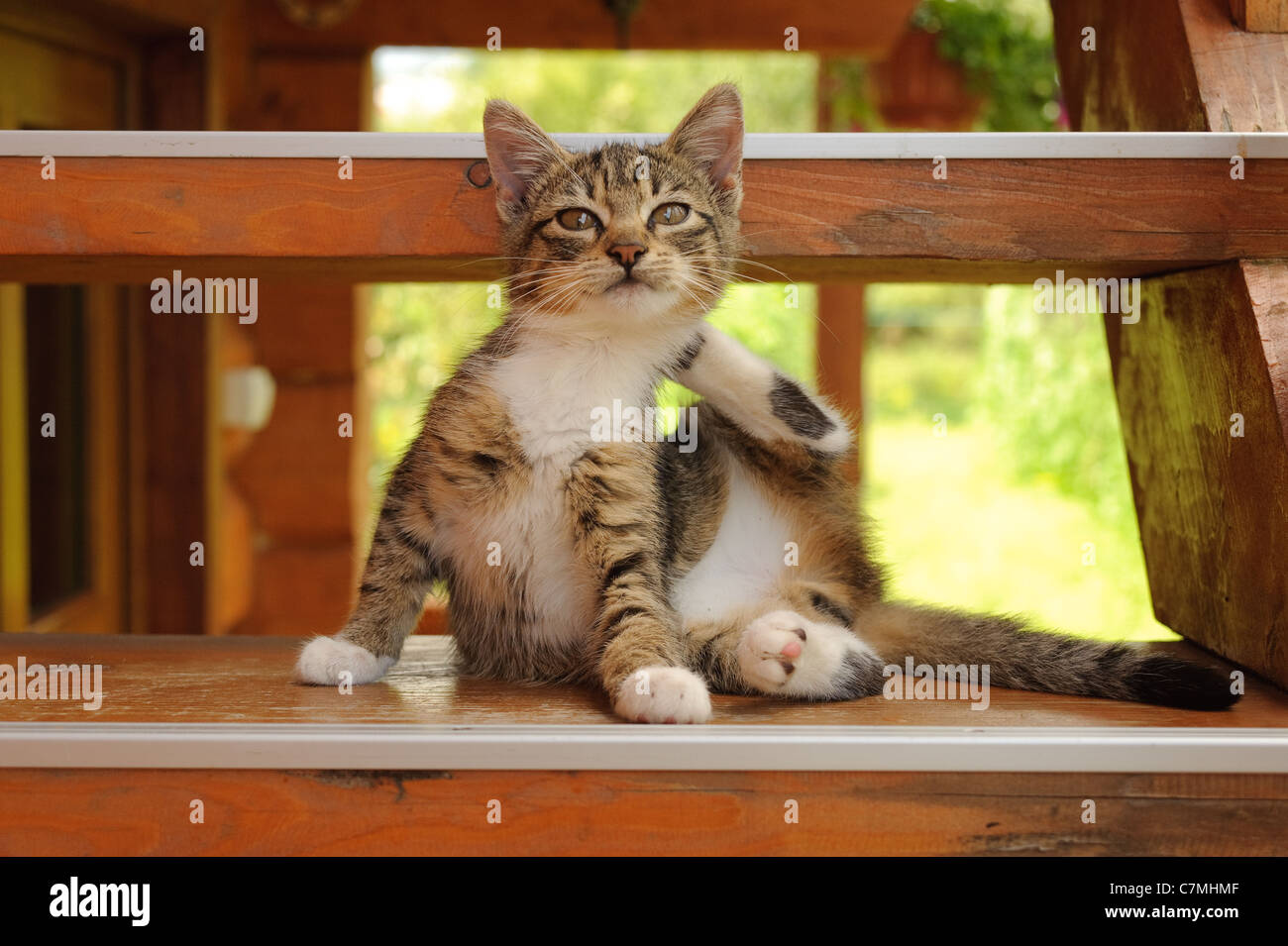 kitten on the steps itches Stock Photo