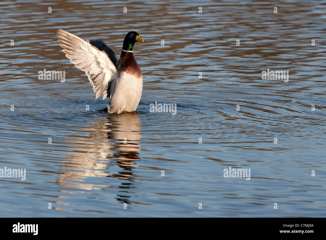 Drake Mallard Duck flapping wings Stock Photo