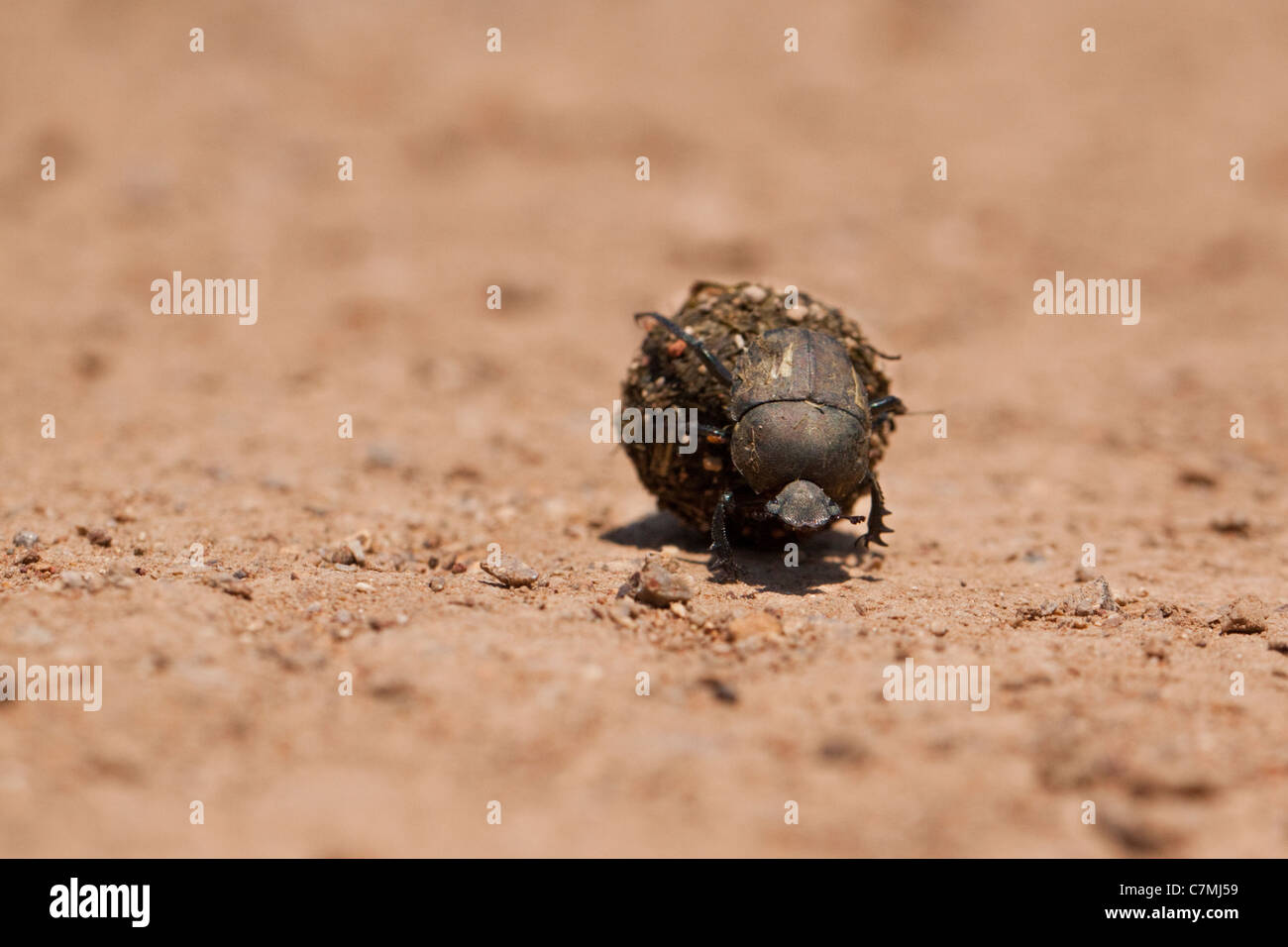 Dung Beetle rolling dung. Spring 2010 (November). Ndumo Game Reserve, Kwazulu-Natal, South Africa. Stock Photo