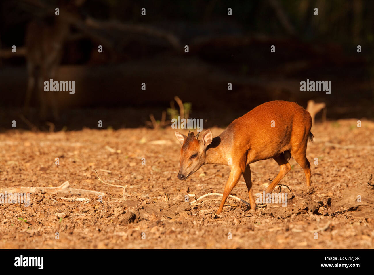 Red Forest Duiker (Cephalophus natalensis). Among the Sycamore fig trees, the Red Duiker searches for the fallen fruits of these Stock Photo