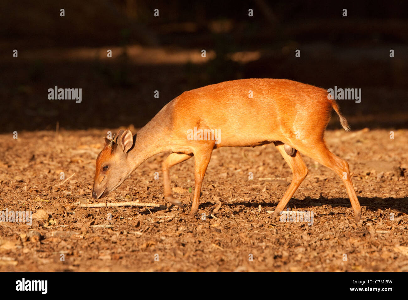 Red Forest Duiker (Cephalophus natalensis). Among the Sycamore fig trees, the Red Duiker searches for the fallen fruits of these Stock Photo